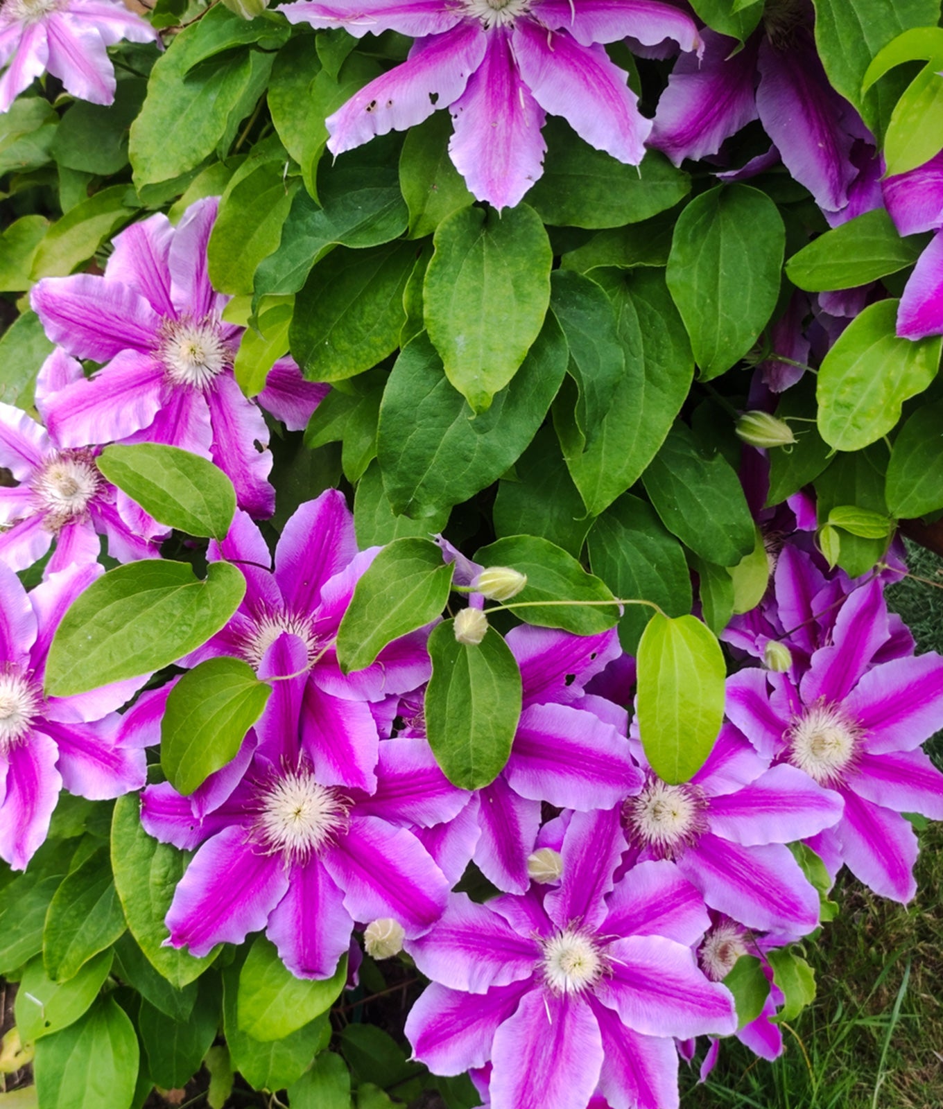 Clematis ‘Dr Ruppel’ 3L