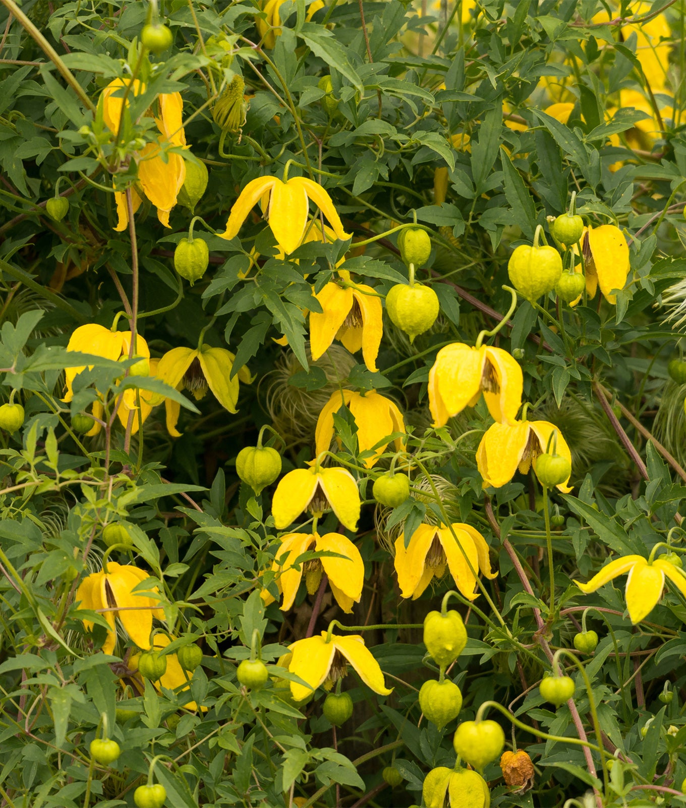 Clematis tangutica 3L