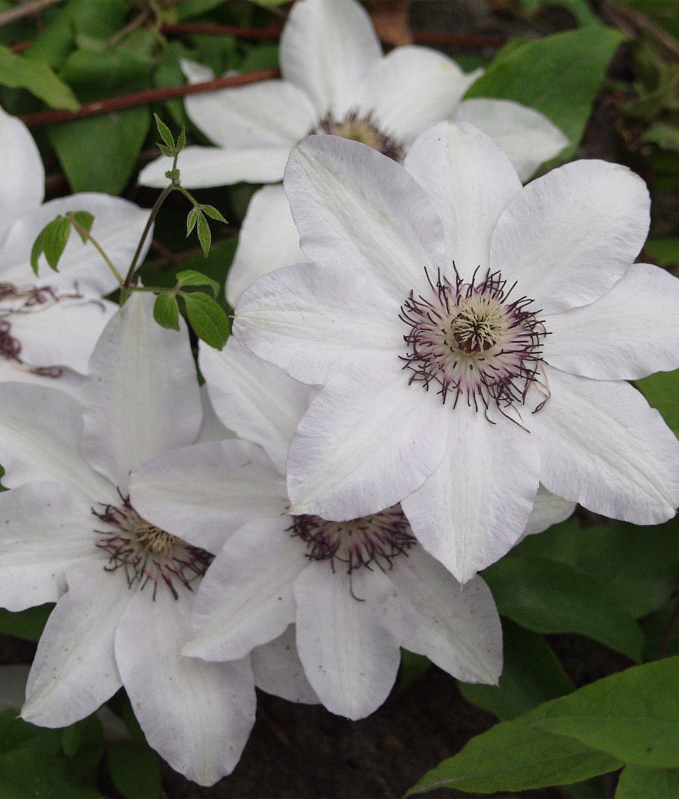 Clematis ‘Wedding Day’ 3L