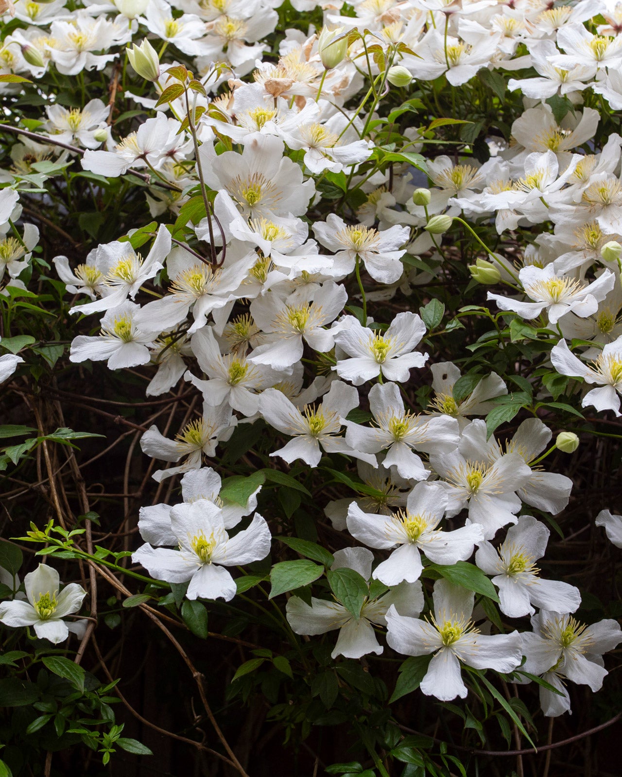 Clematis montana &