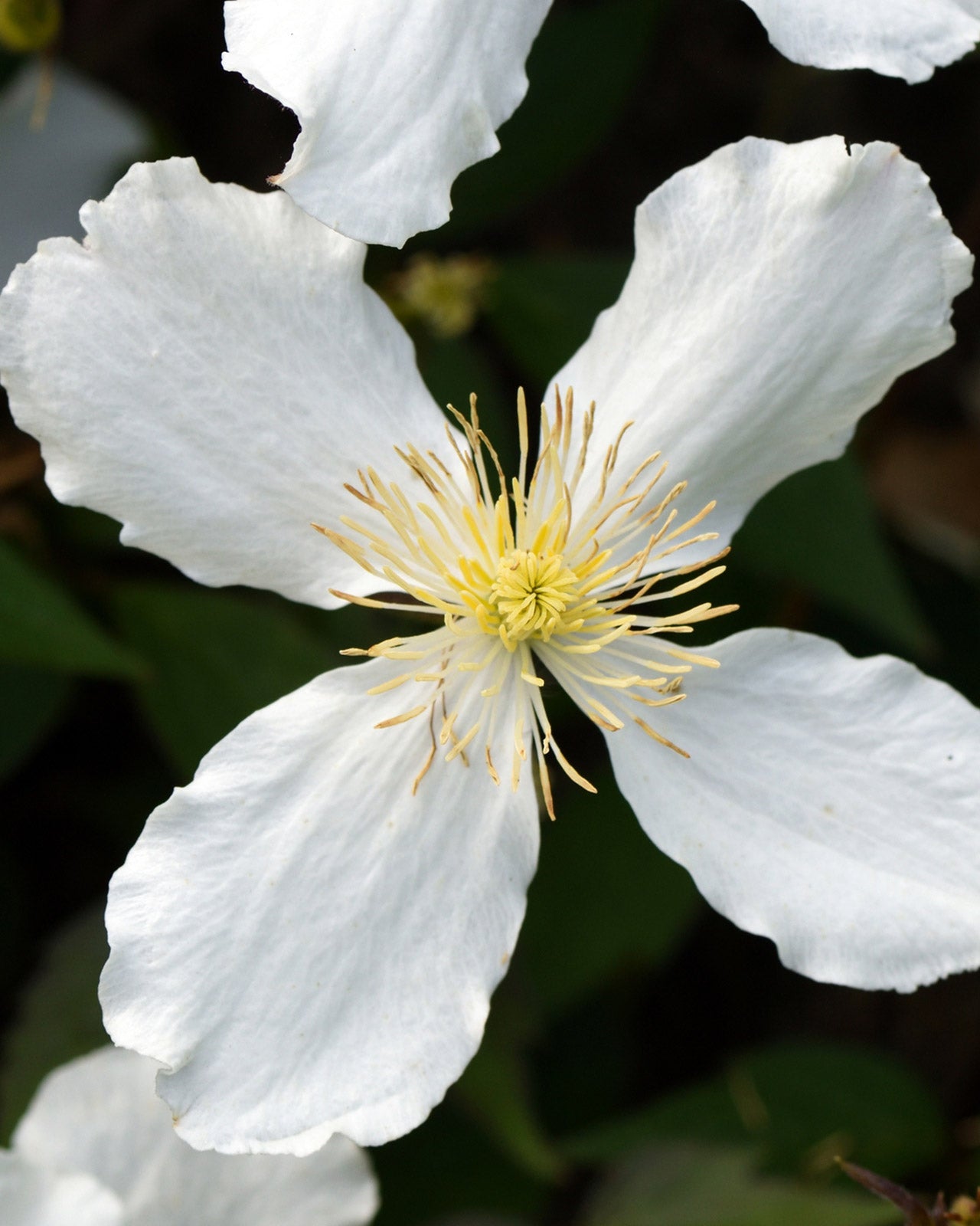 Clematis montana &