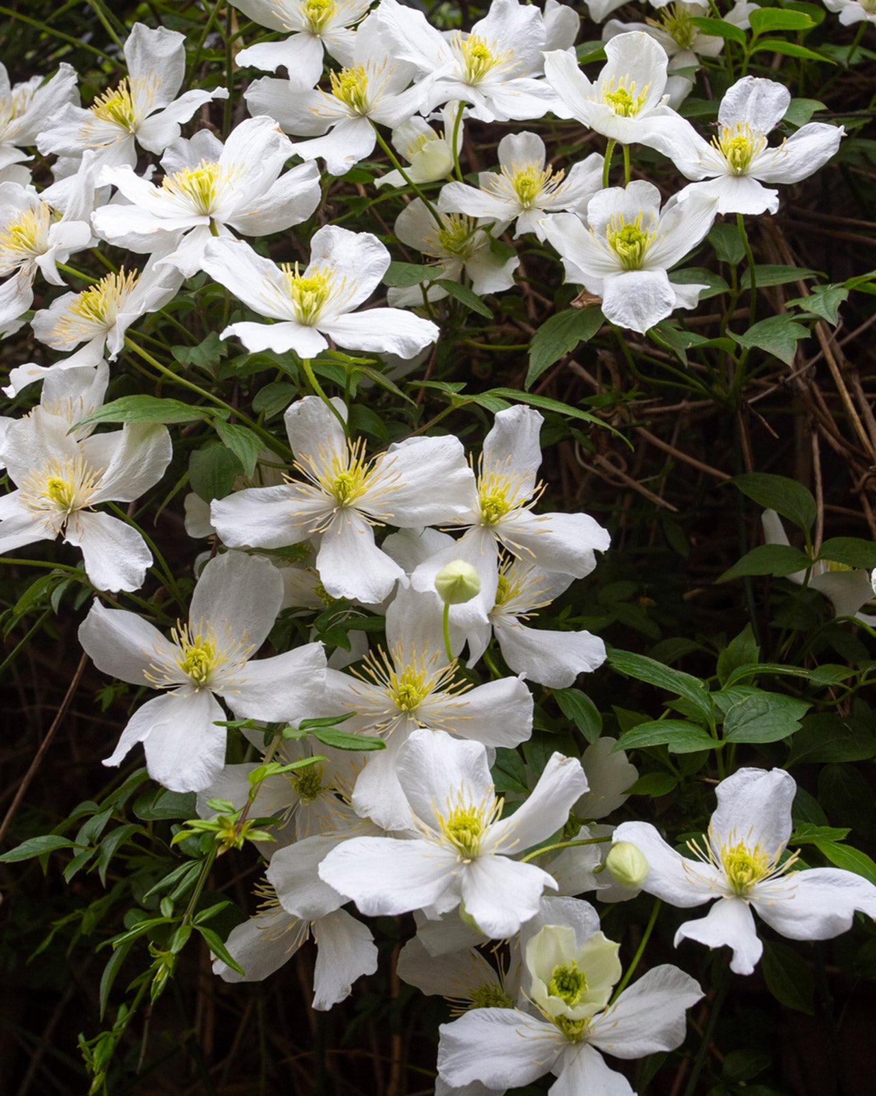 Clematis montana &