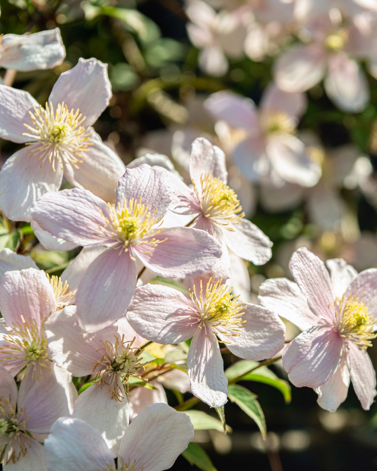 Clematis montana &