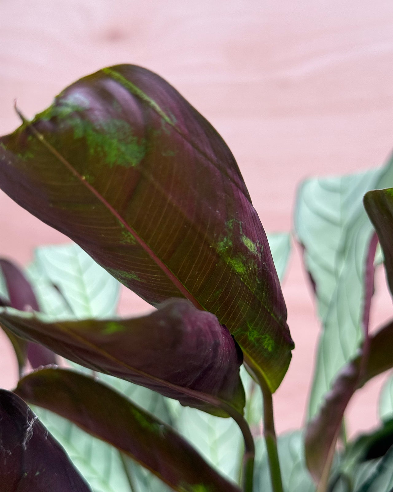 Fishbone Prayer Plant