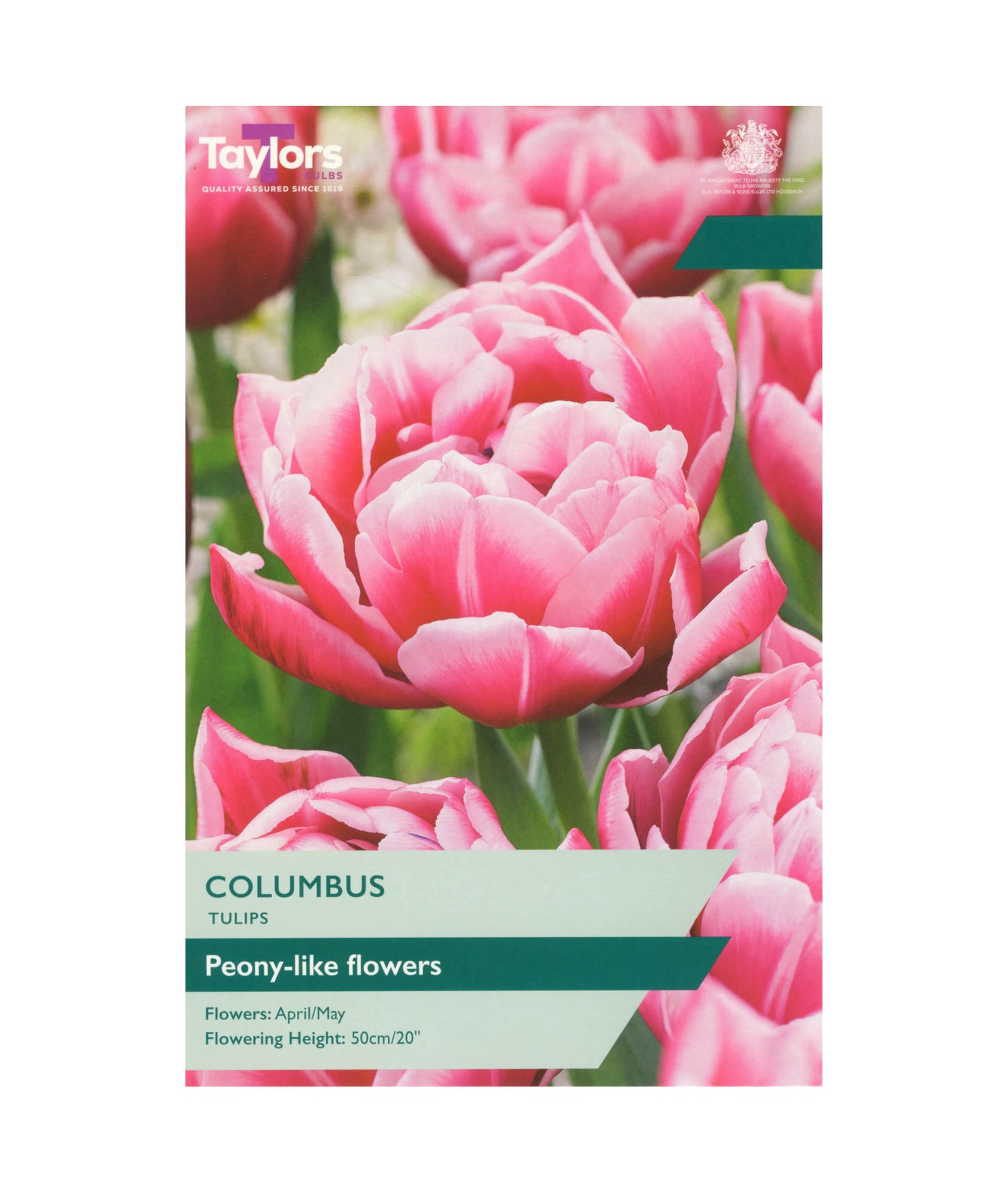Tulip &