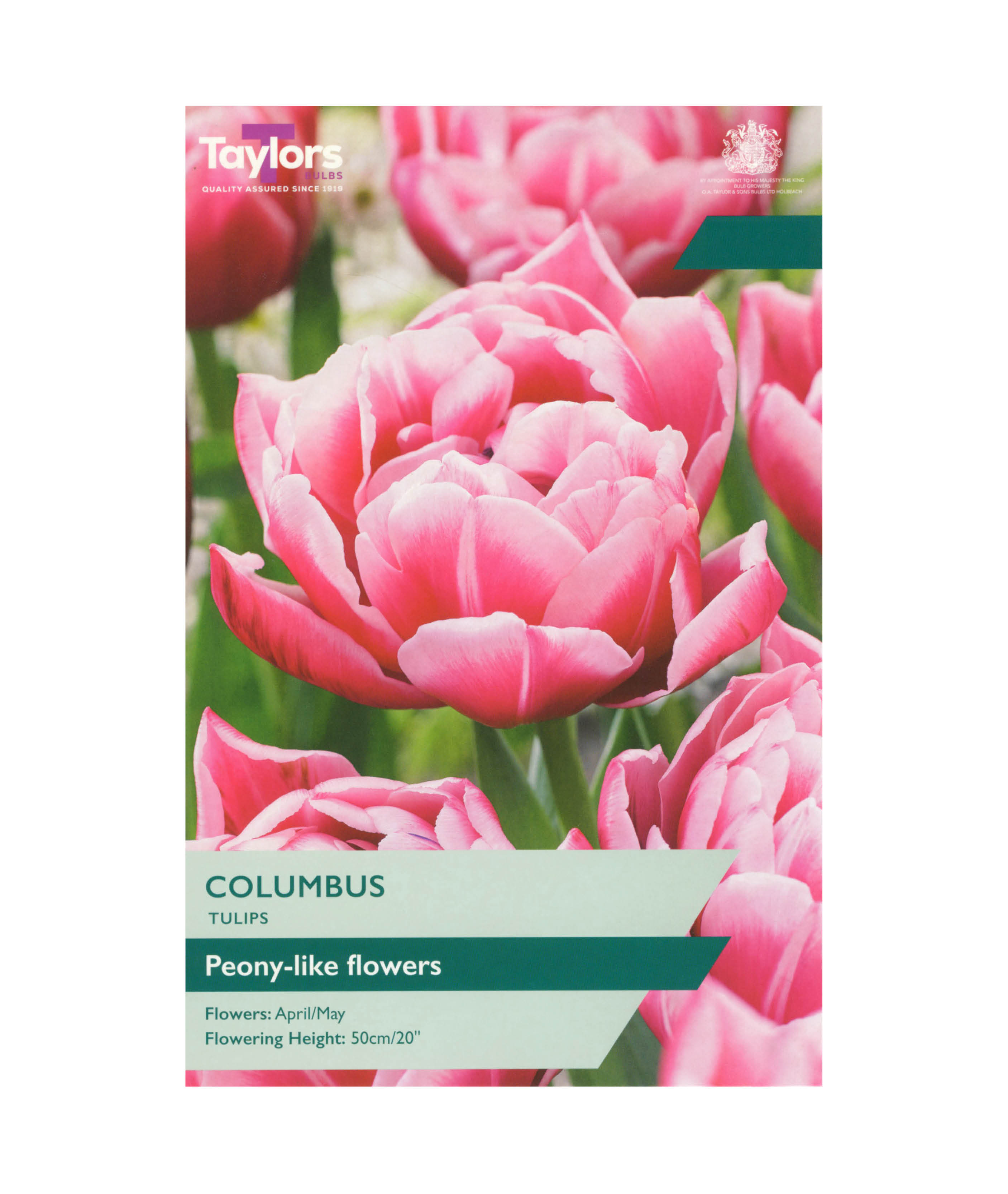 Tulip &