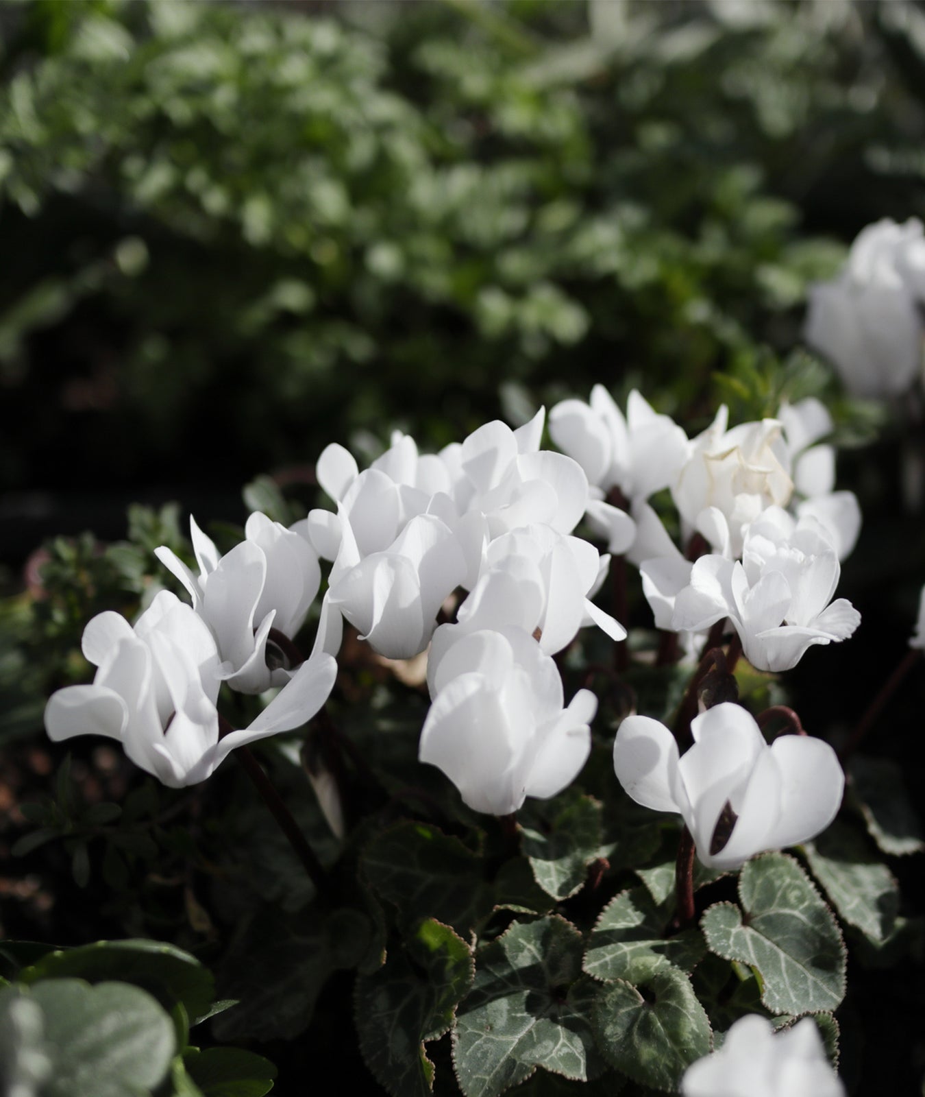Cyclamen coum &