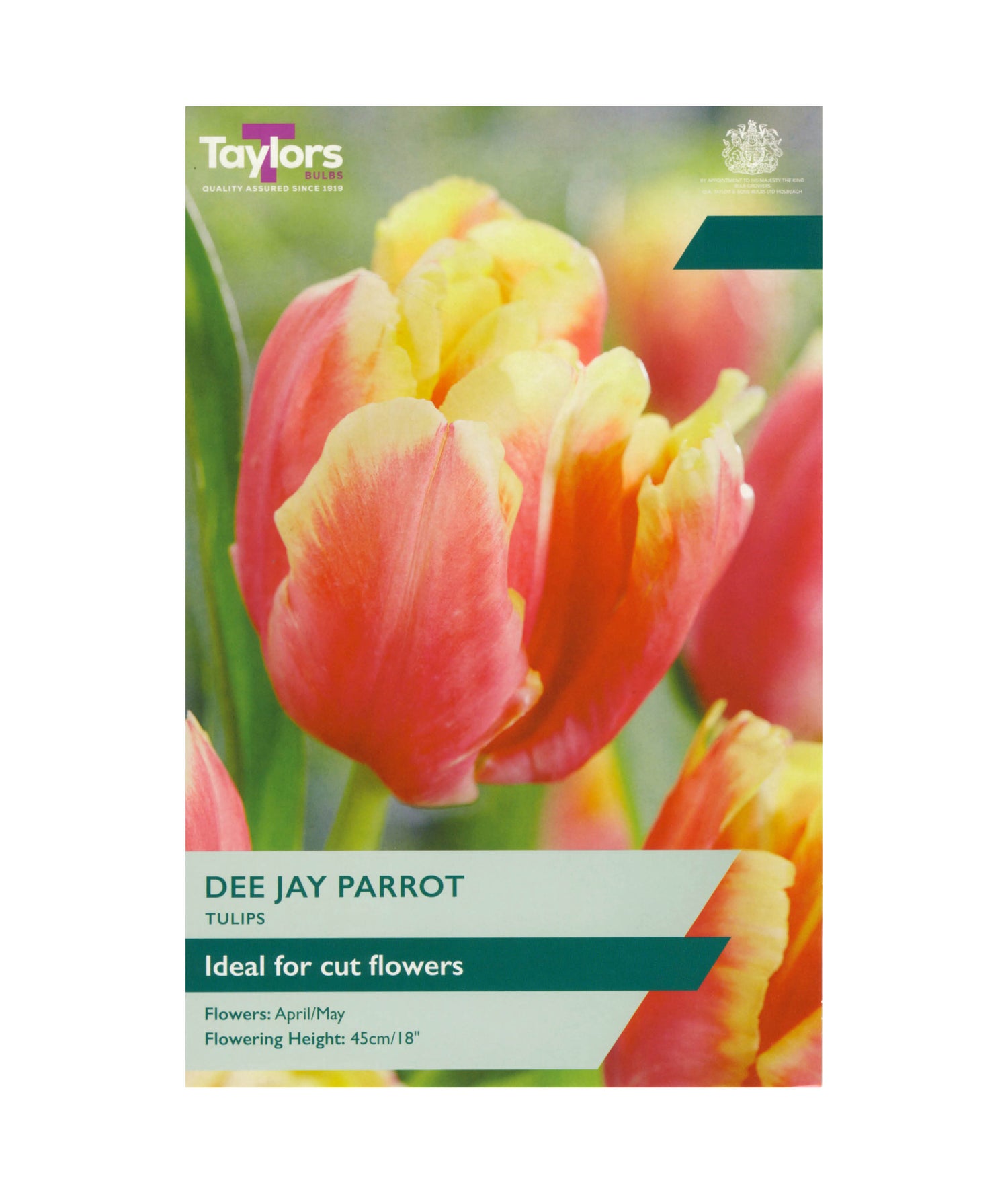 Tulip &