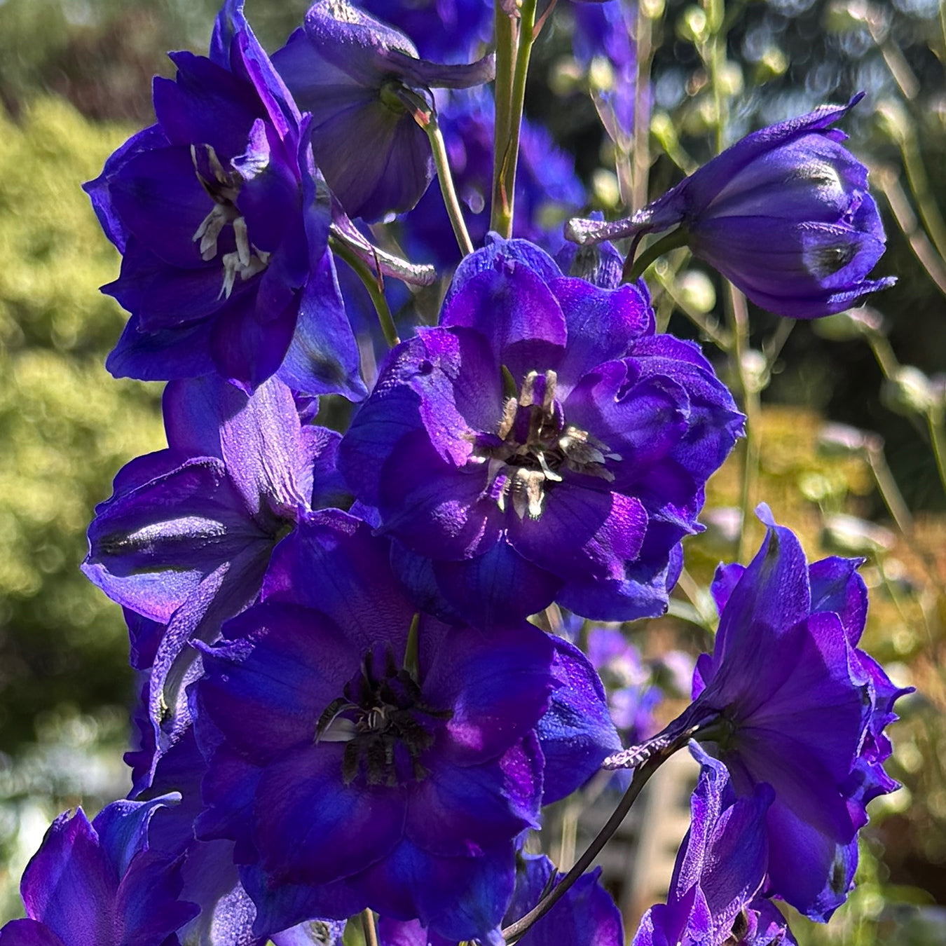 Delphinium &