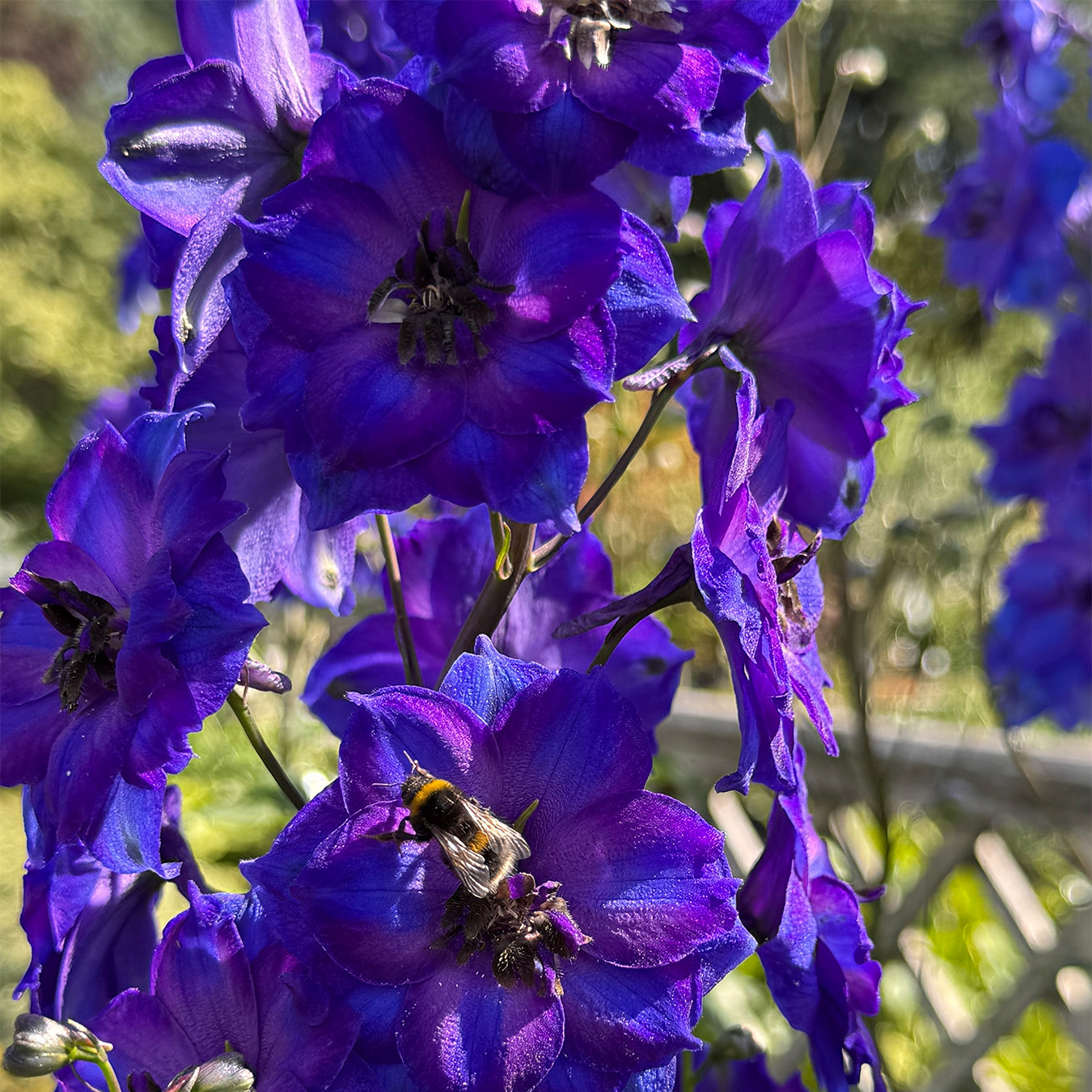 Delphinium &