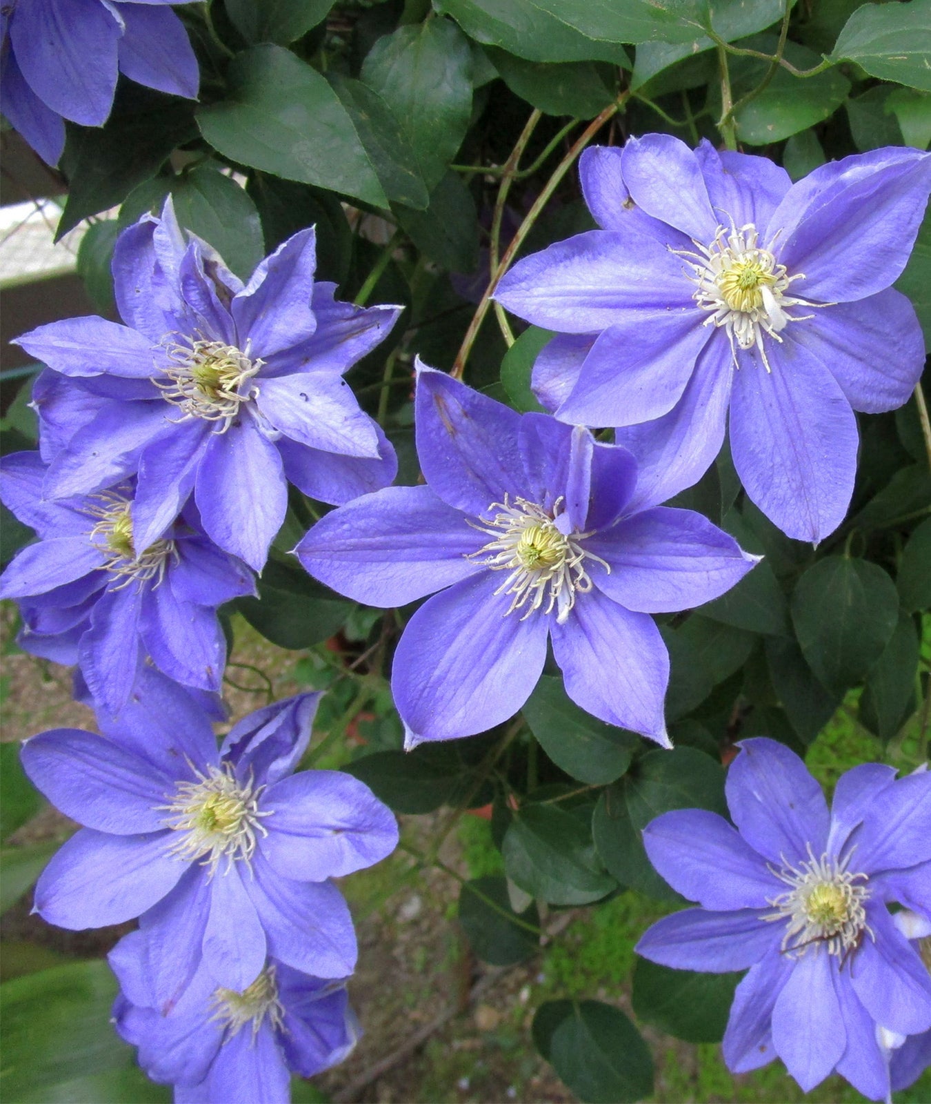 Clematis &