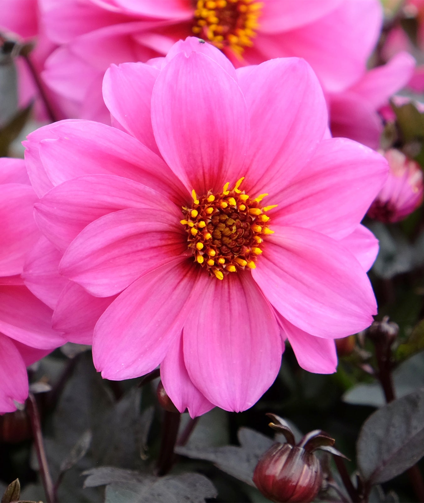 Dahlia ‘Dreamy Kiss’ 3L