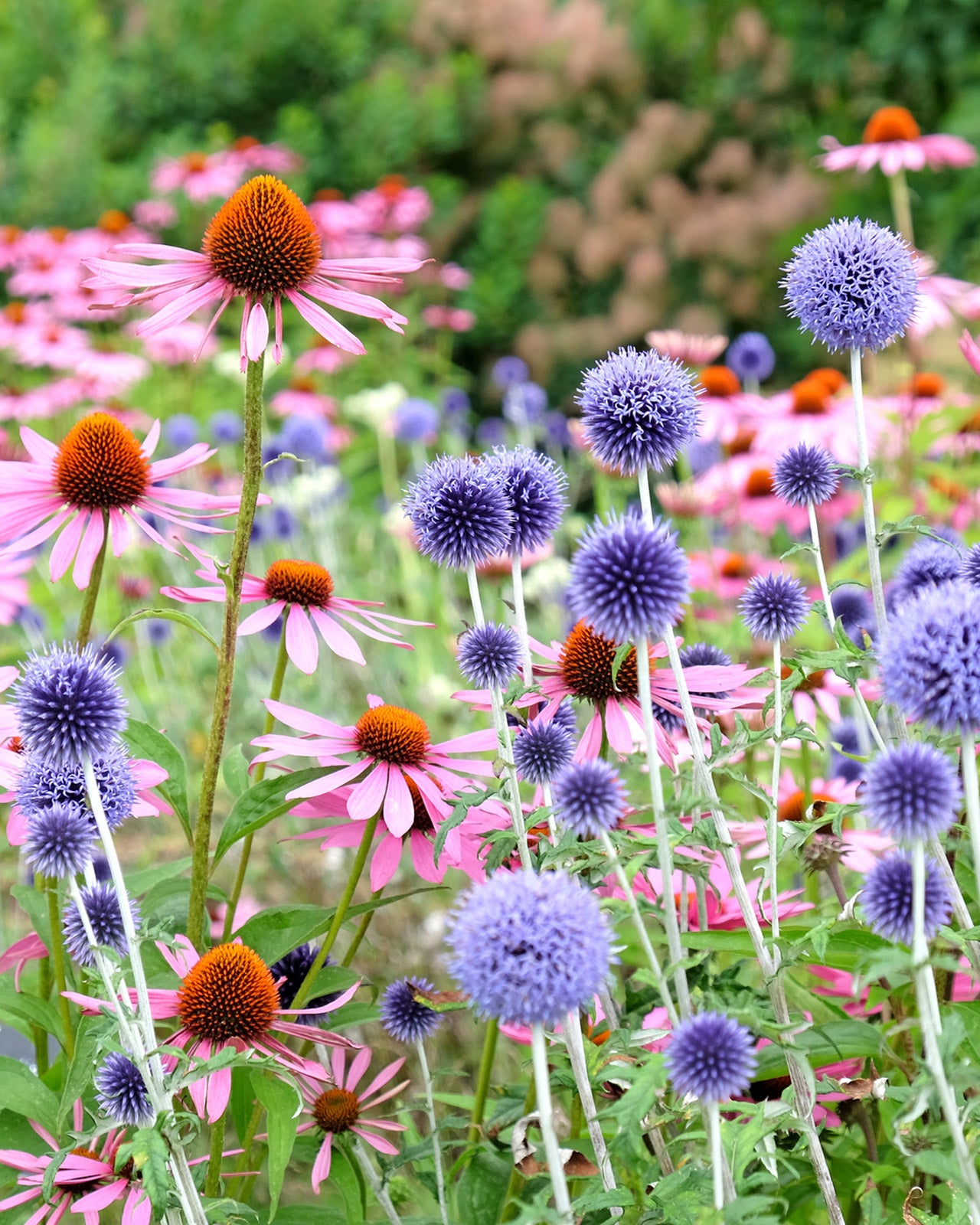 Echinops ritro &