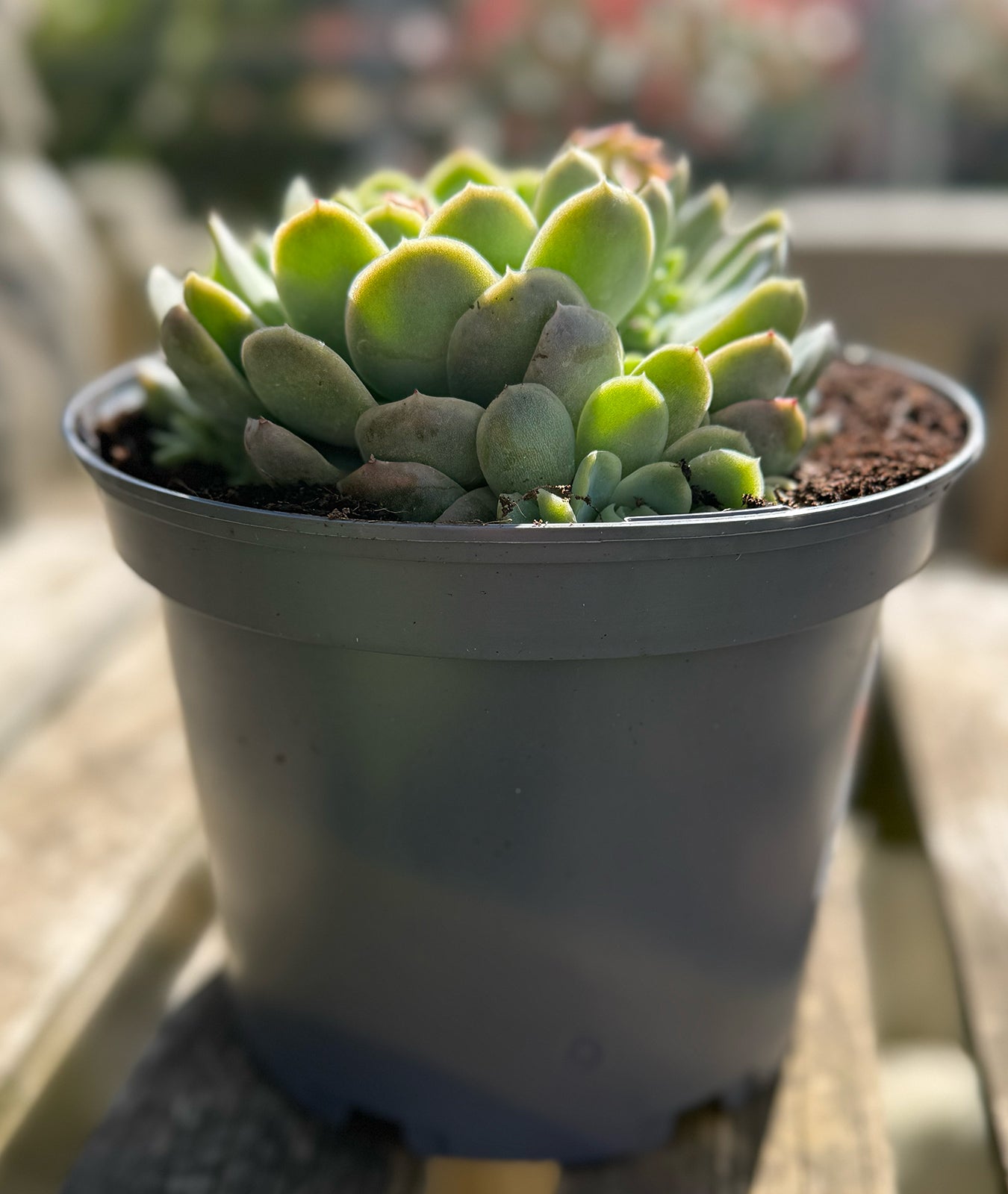 Echeveria elegans