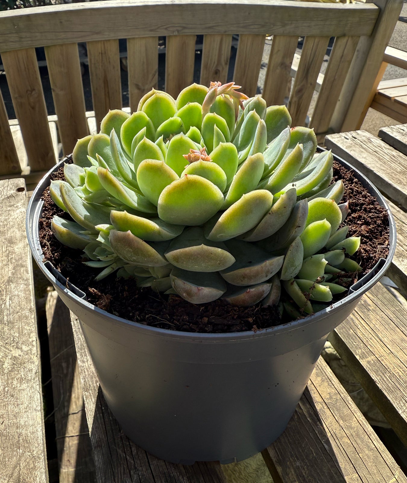 Echeveria elegans