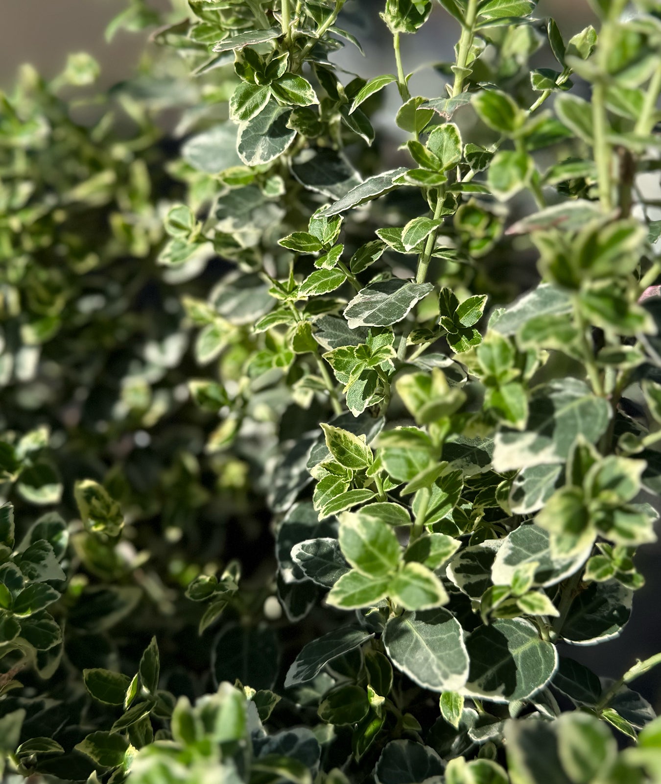 Euonymus fortunei &
