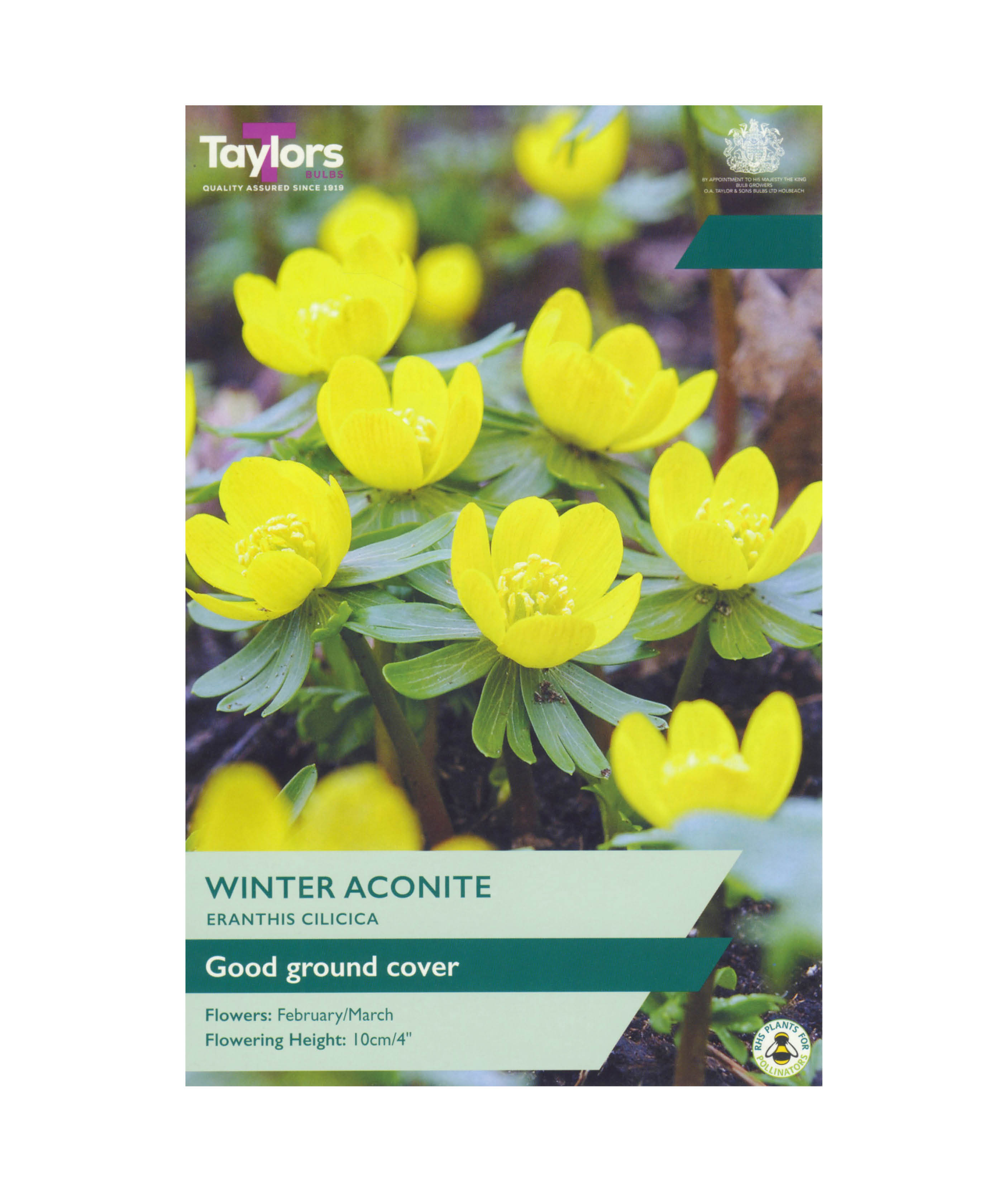 Eranthis &