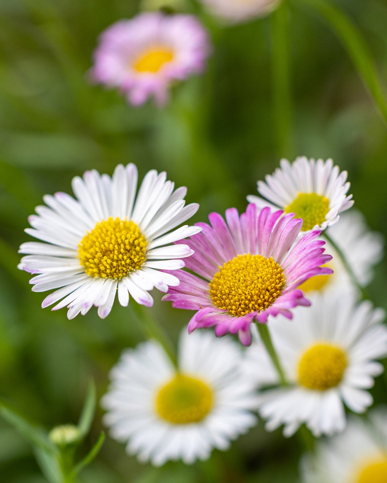 Erigeron karvinskianus &
