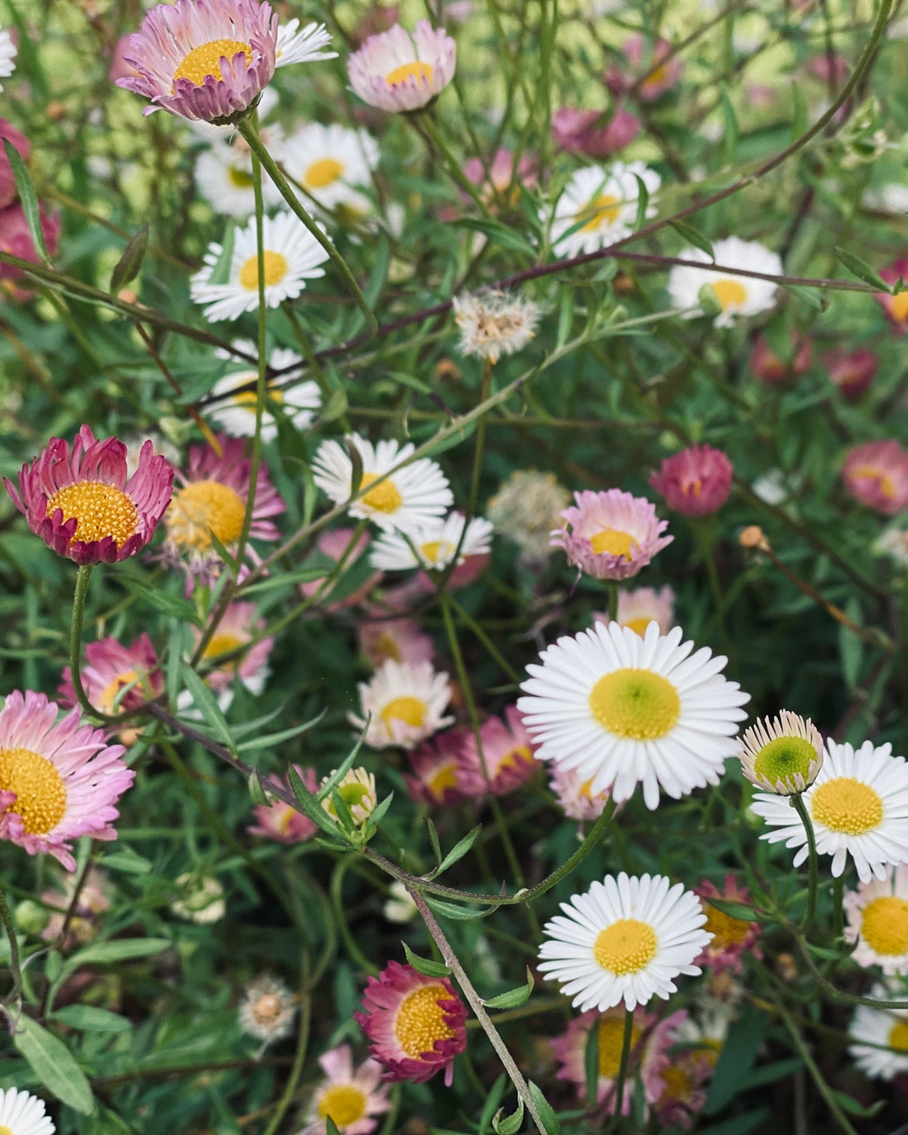 Erigeron karvinskianus &