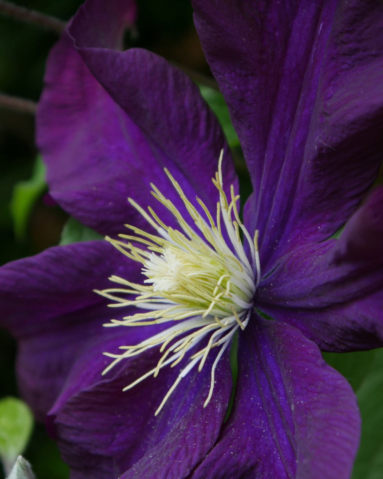 Clematis &