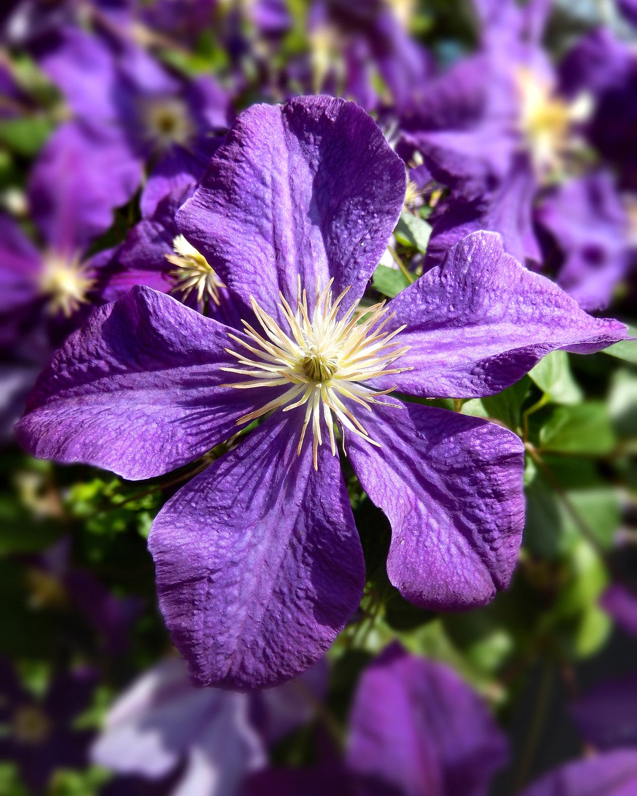 Clematis viticella ‘Étoile Violette’ 3L