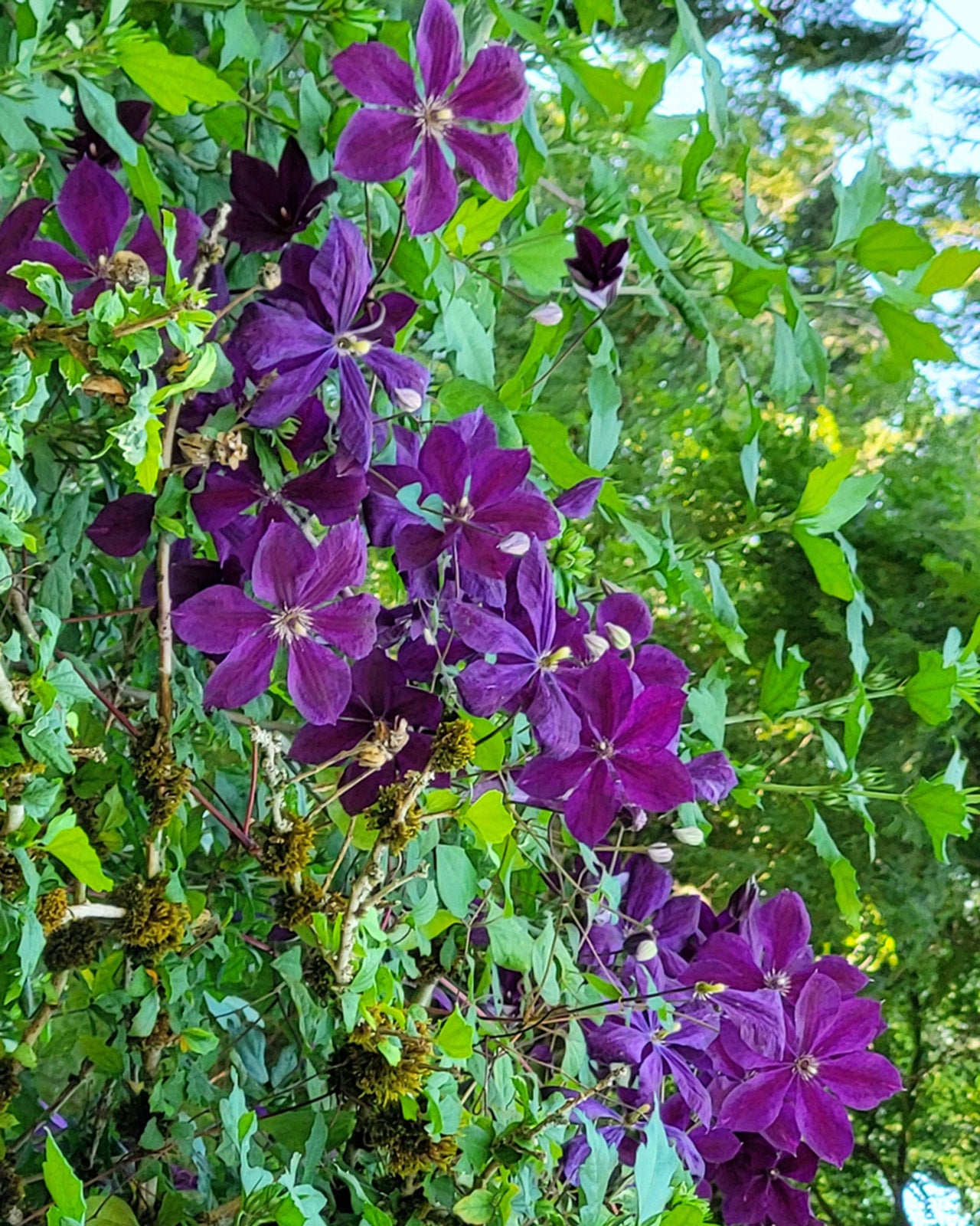 Clematis viticella ‘Étoile Violette’ 3L