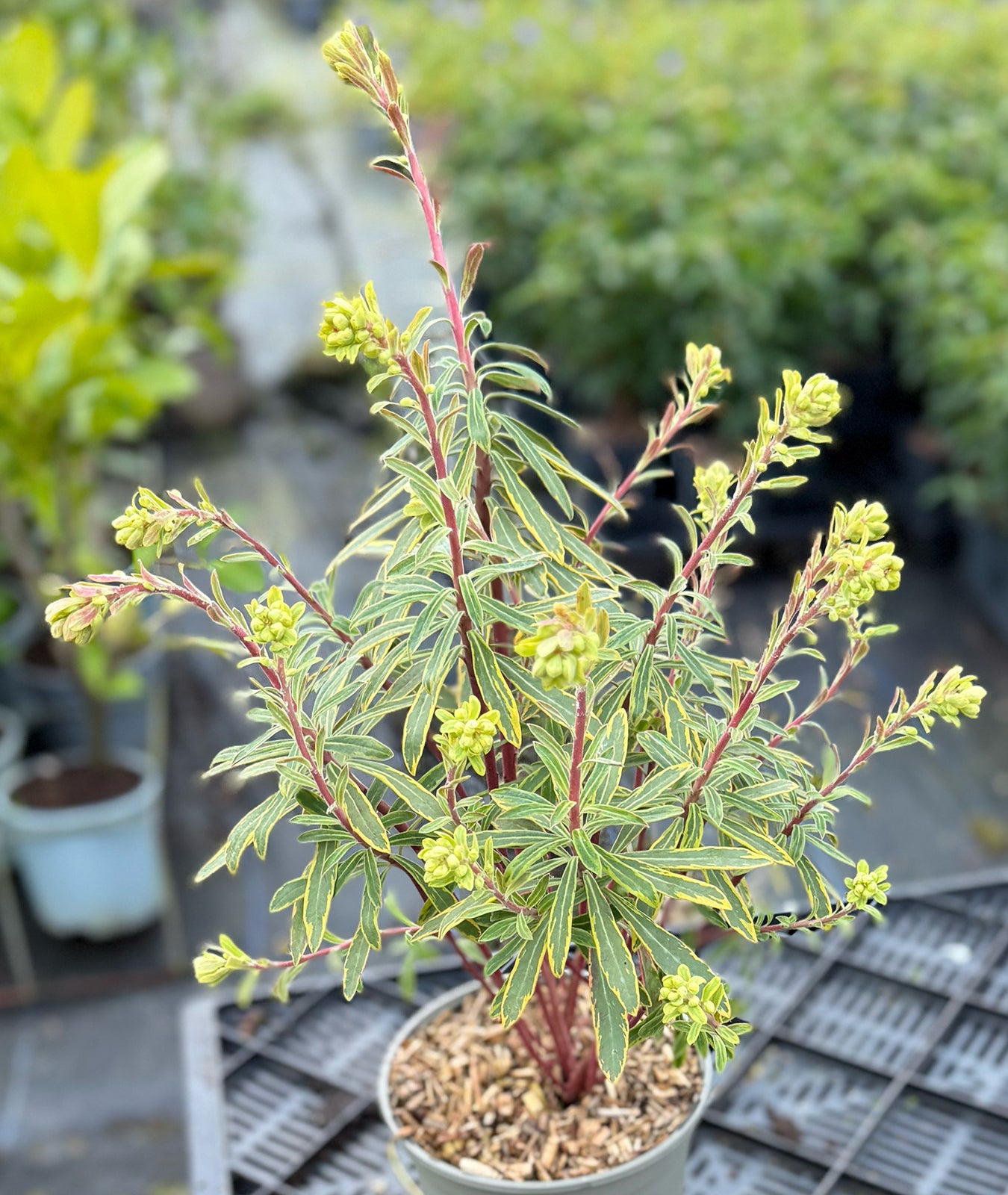 Euphorbia &