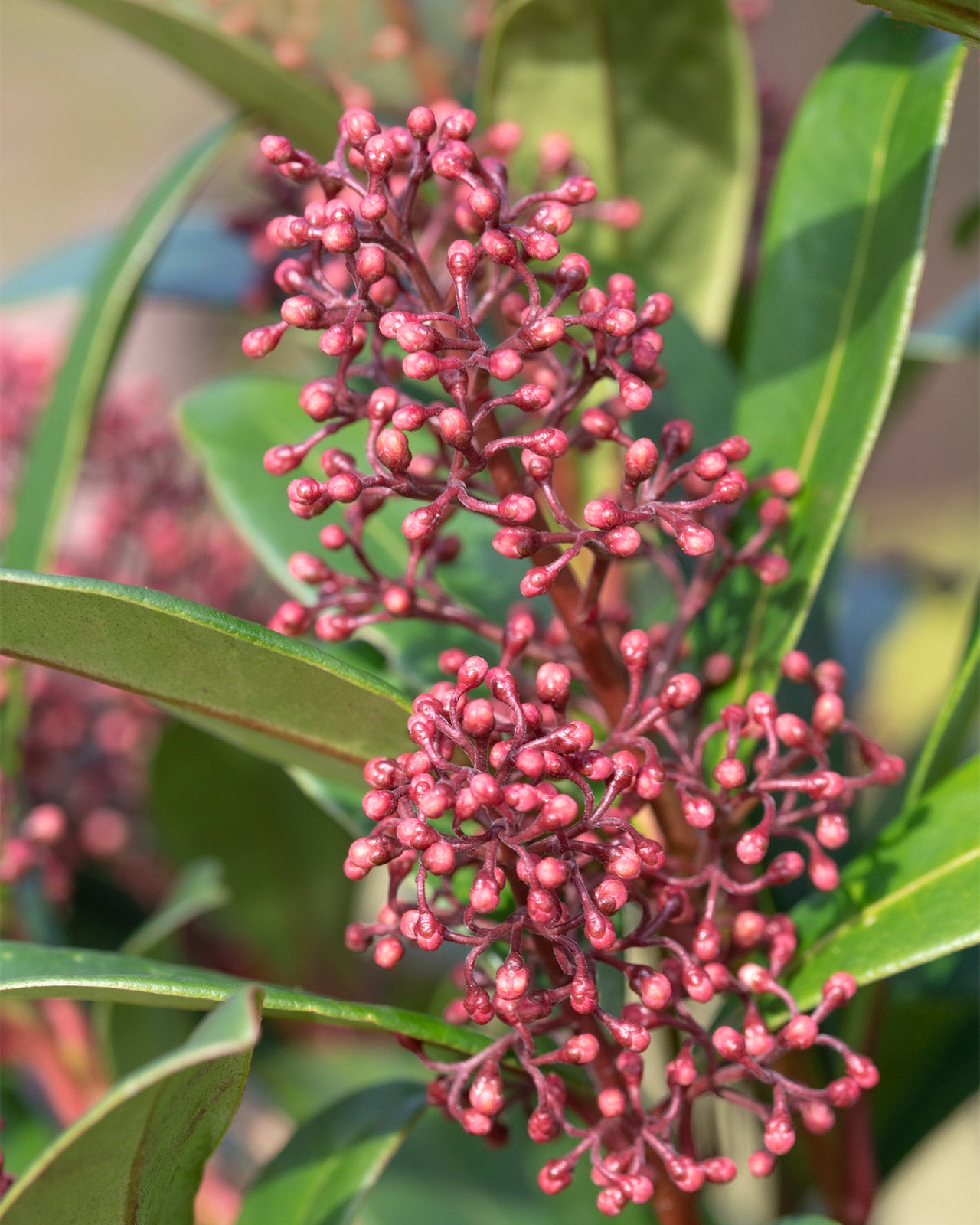 Viburnum tinus &