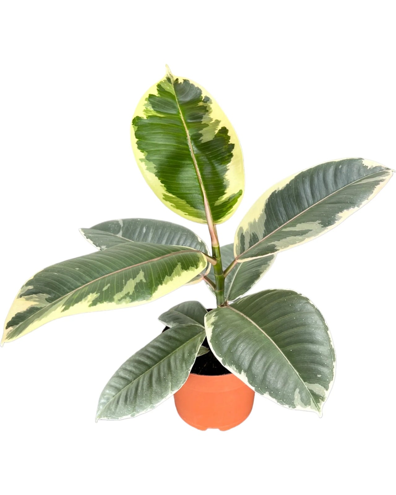 Tineke Rubber Plant