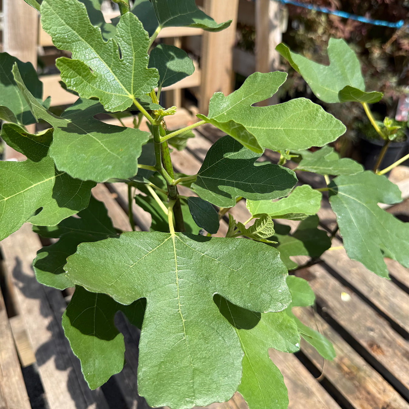 Ficus carica &