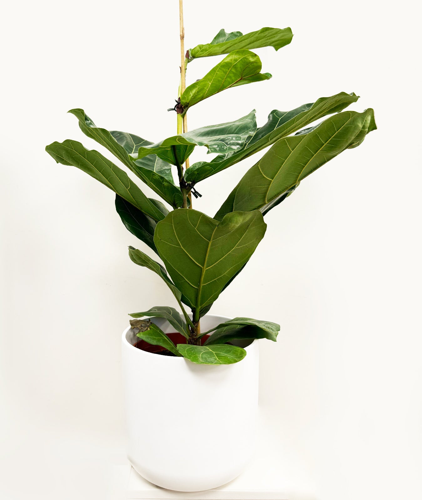 Fiddle Leaf Fig – Iconic Indoor Tree with Bold Leaves – Groh Plants