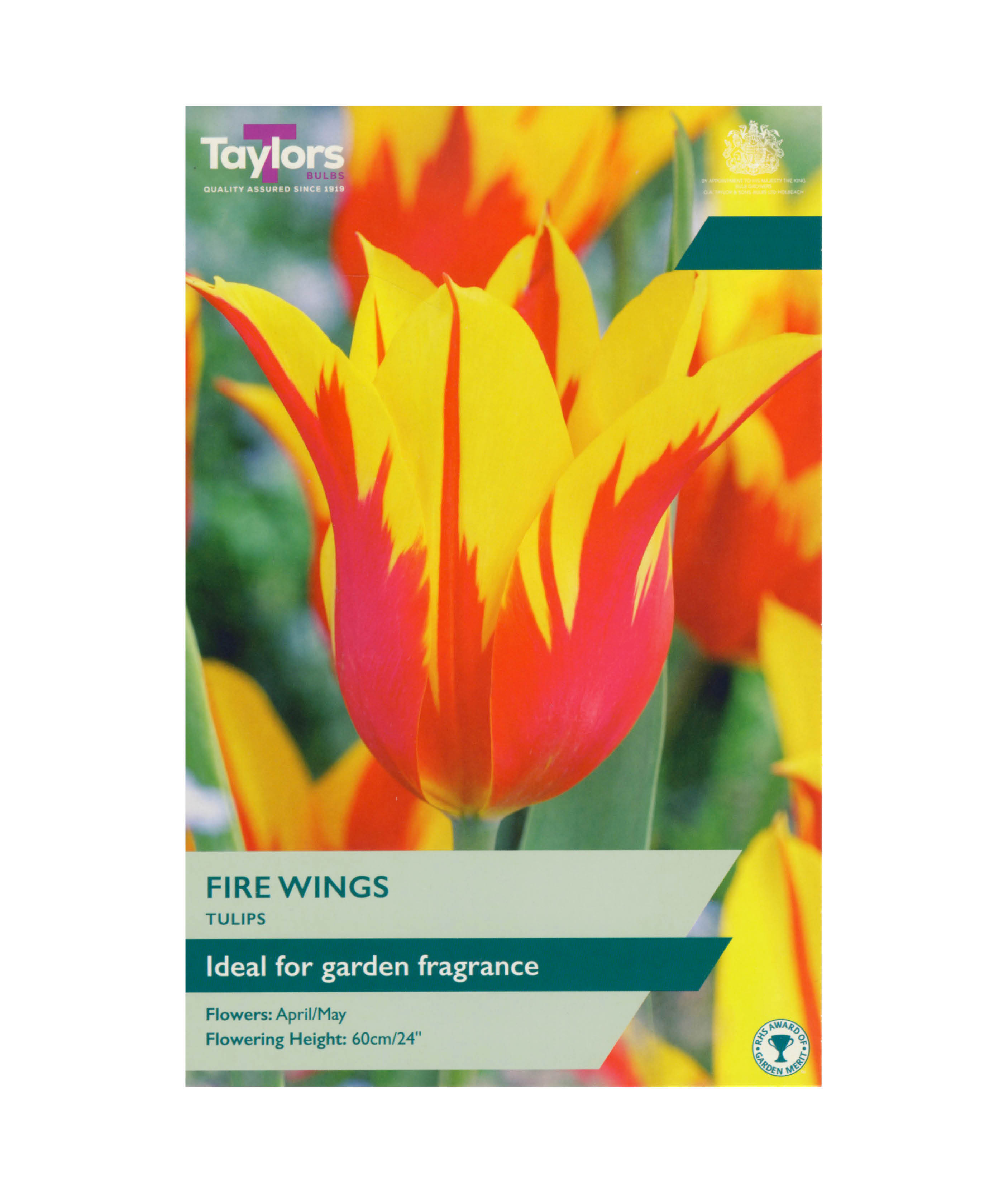 Tulip &