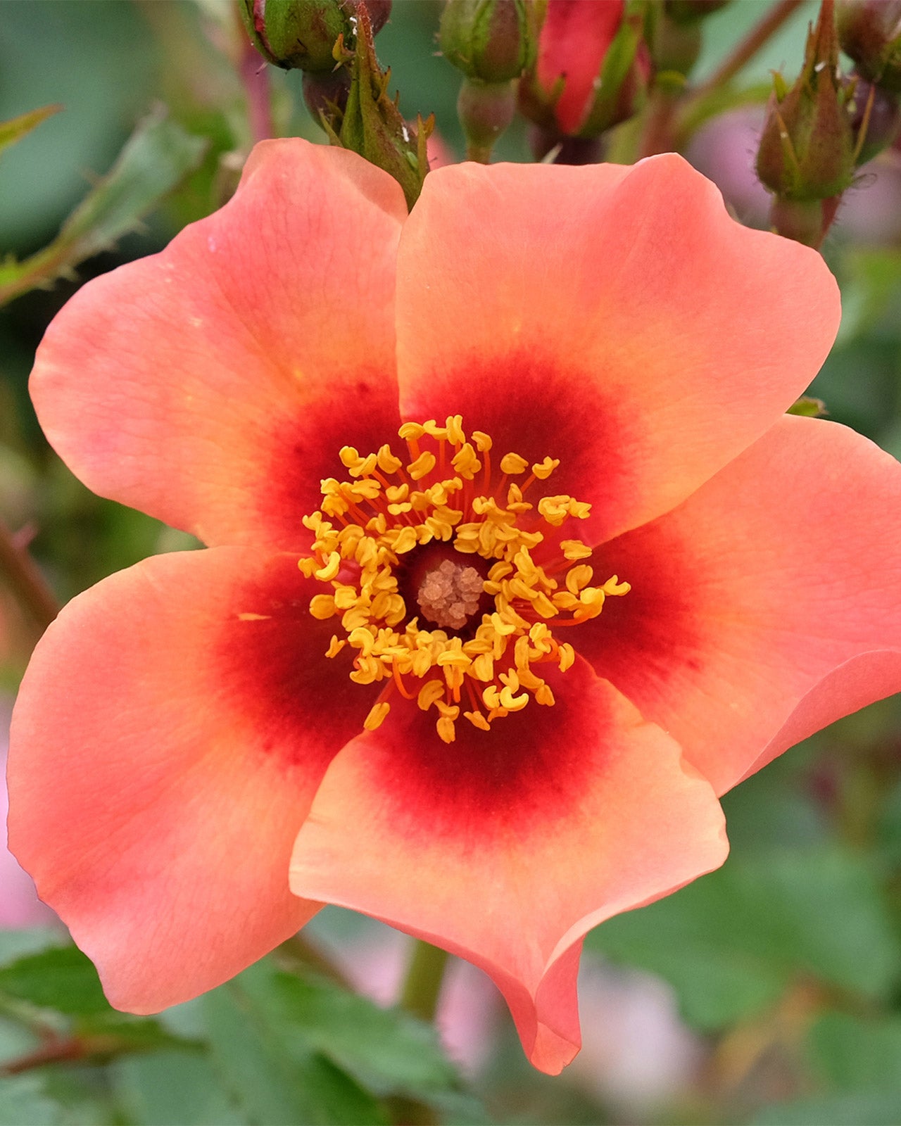 Rose ‘For Your Eyes Only’