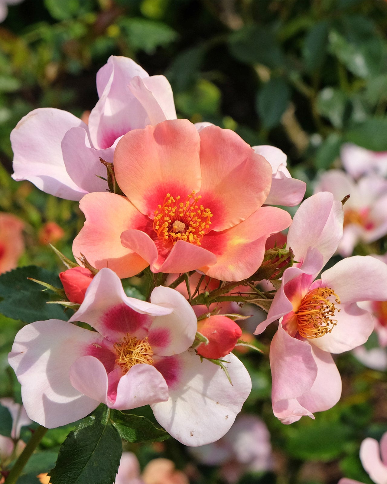 Rose ‘For Your Eyes Only’