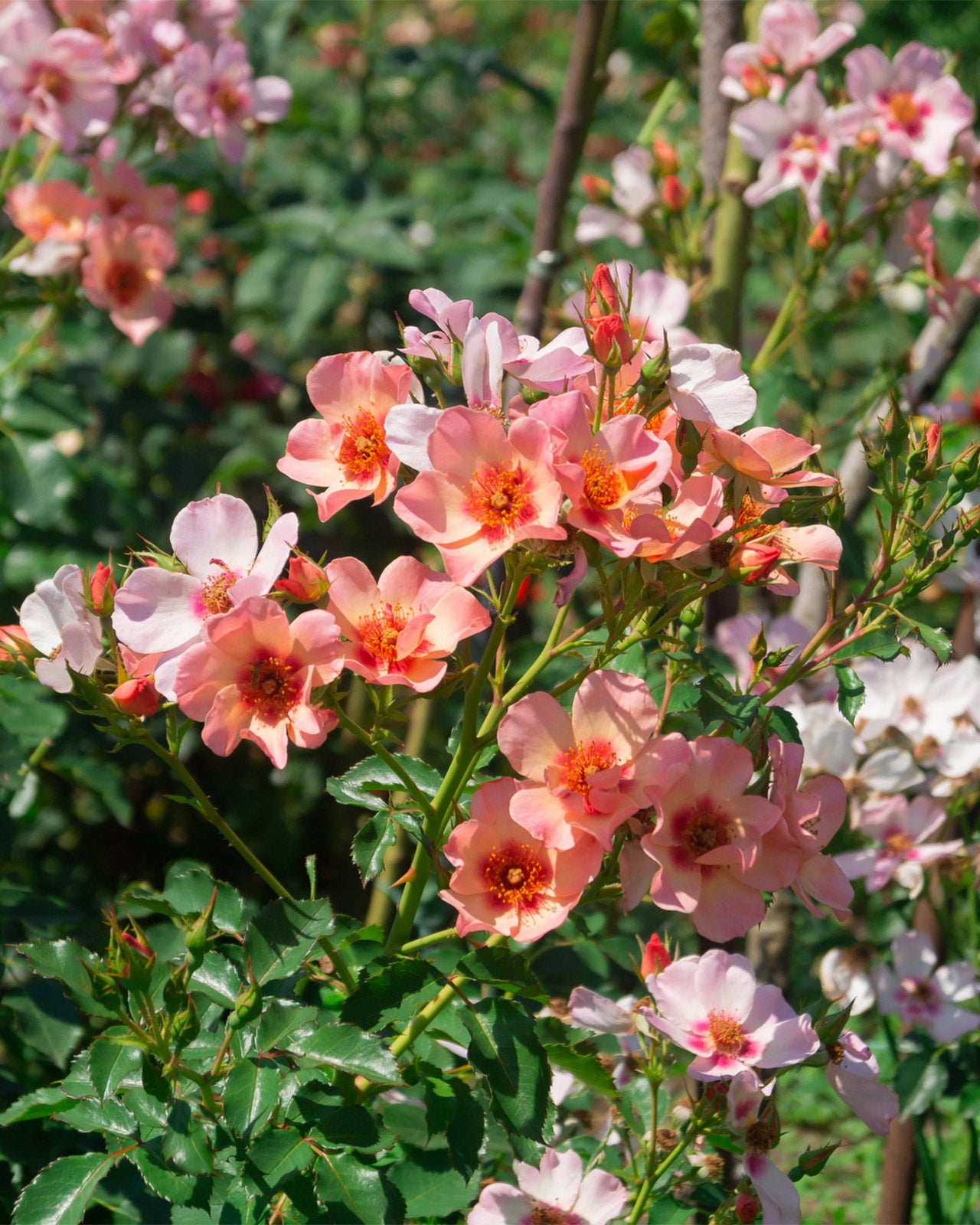 Rose ‘For Your Eyes Only’