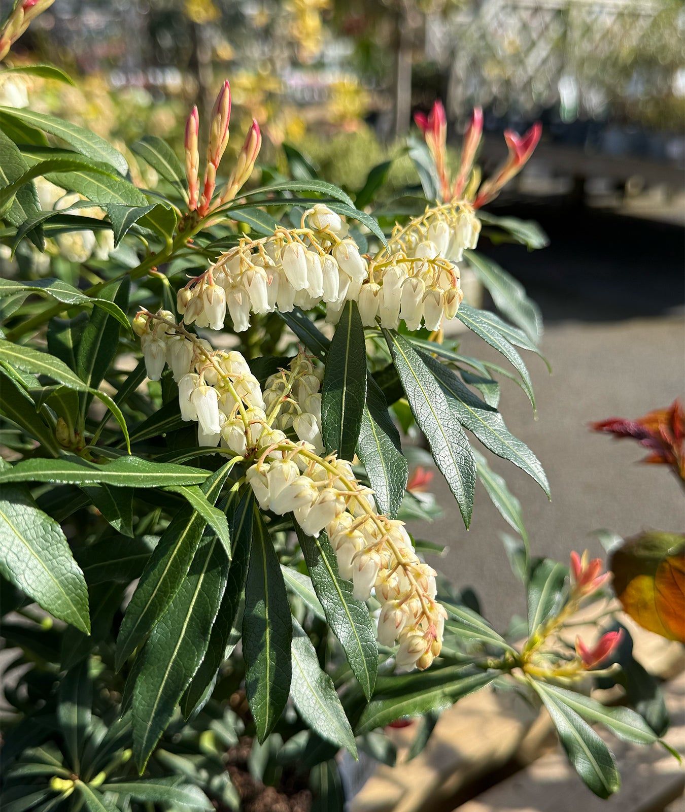 Pieris Jap Forest Flame - 3L