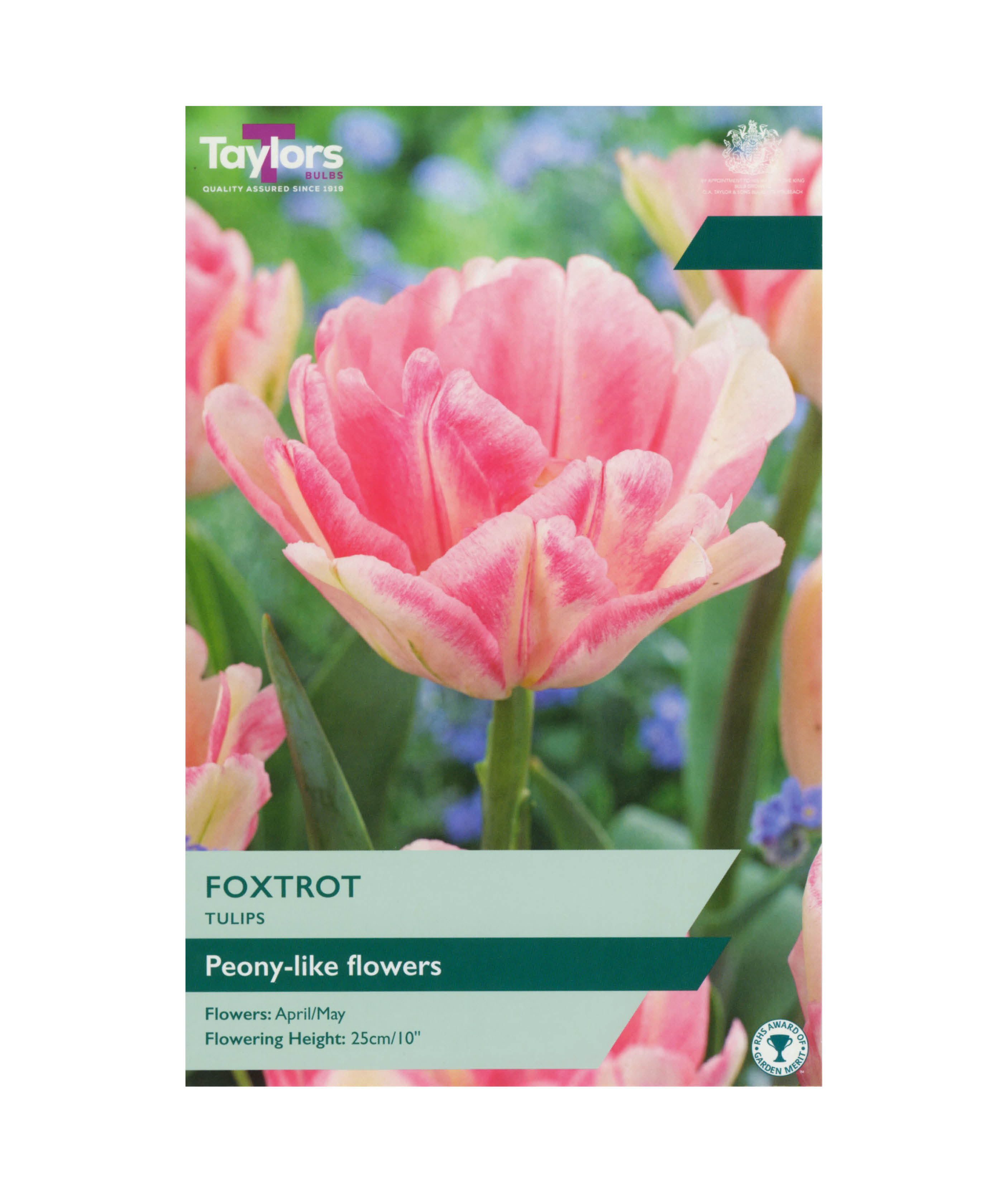 Tulip &