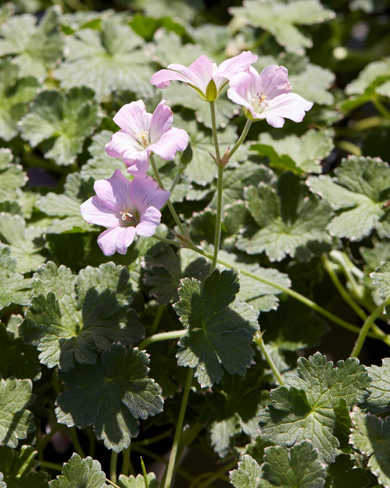 Geranium &