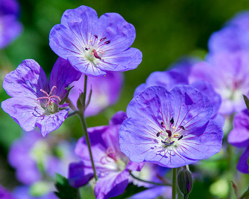 Geranium &