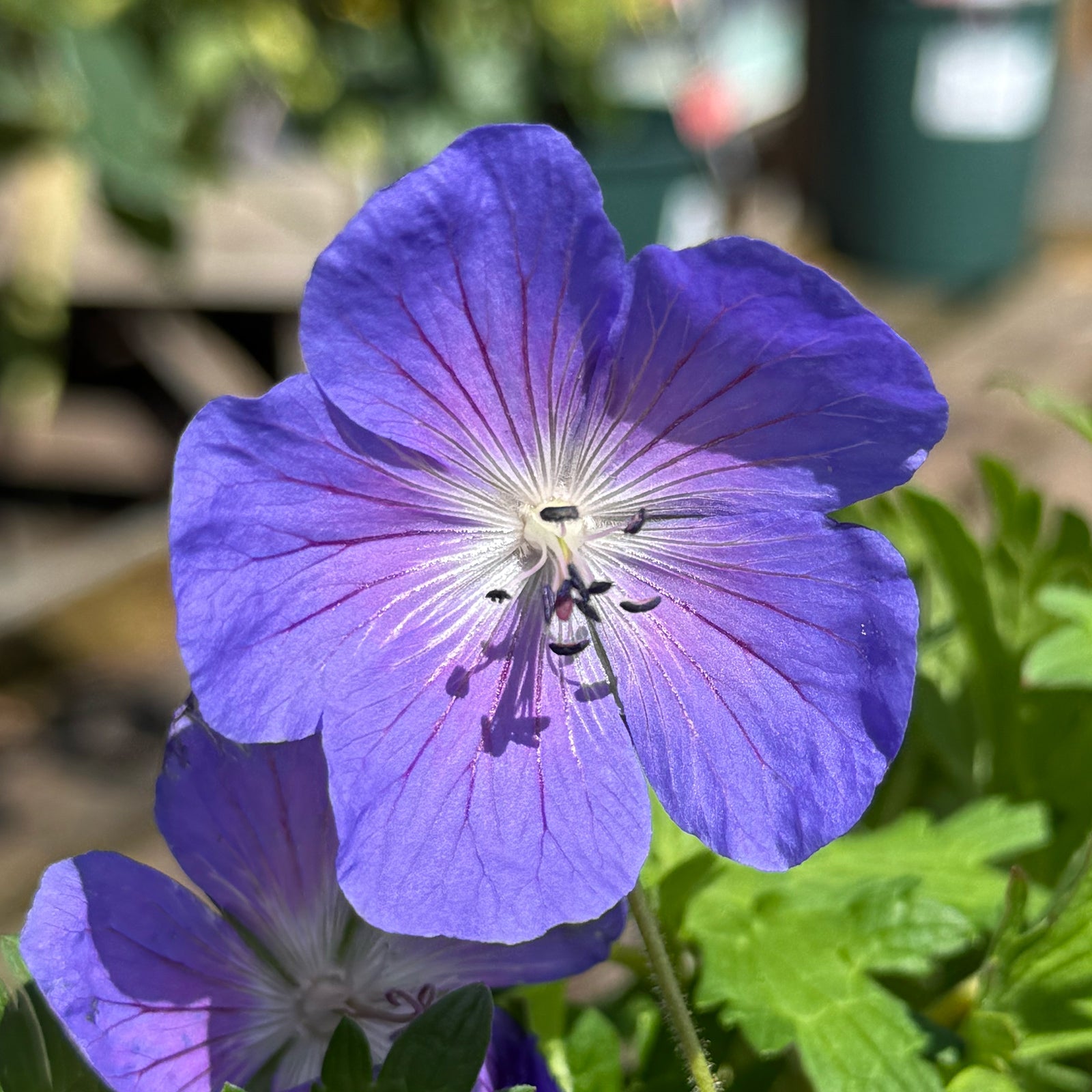 GERANIUM &