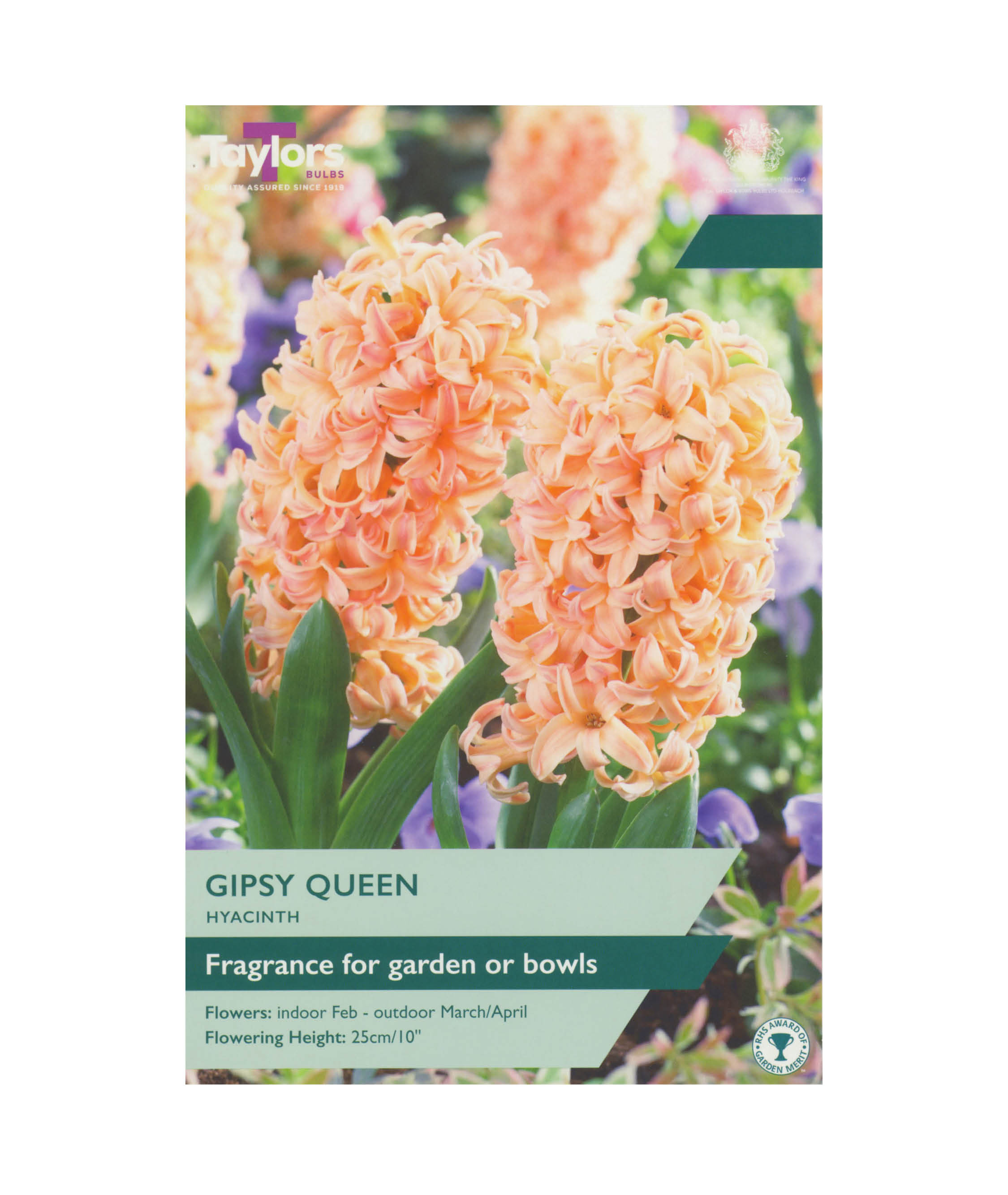 Hyacinth &