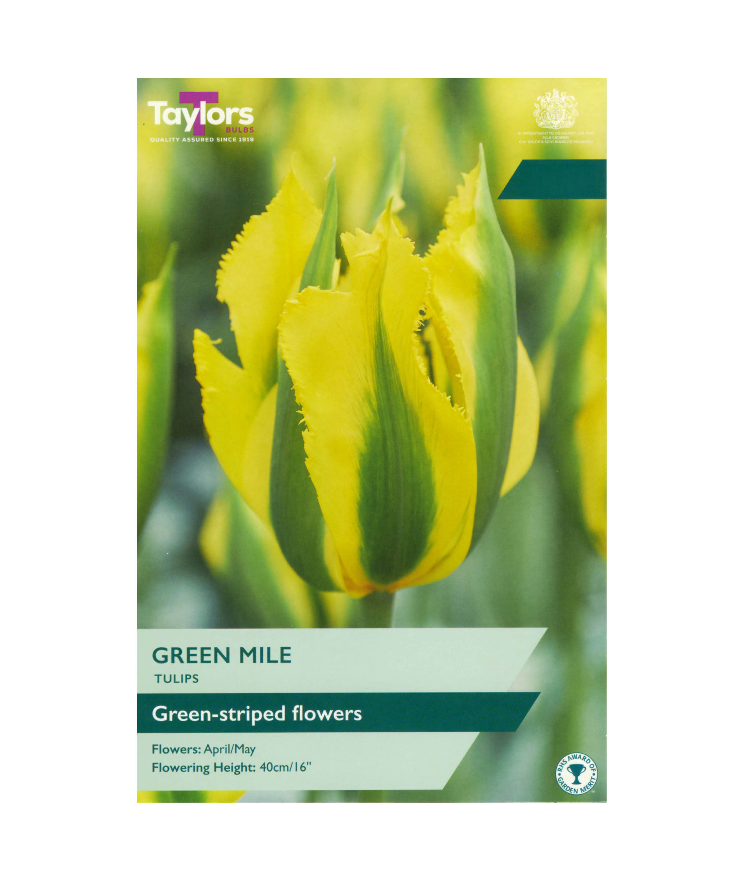 Tulip &