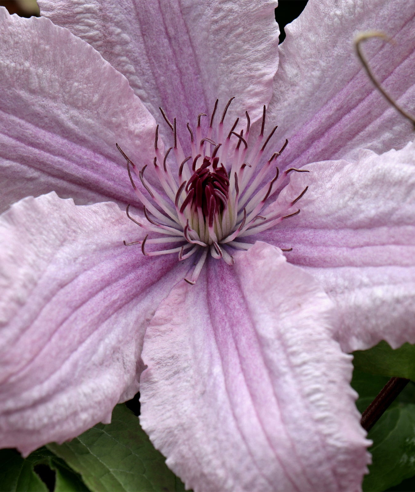 Clematis &