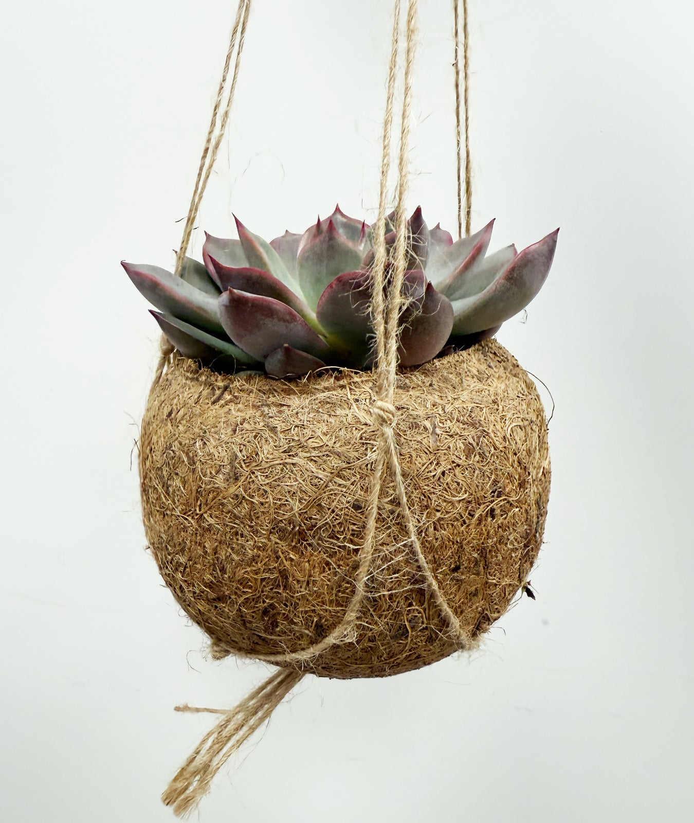 kokedama succulent Ficus Benjamina Daniele Houseplant