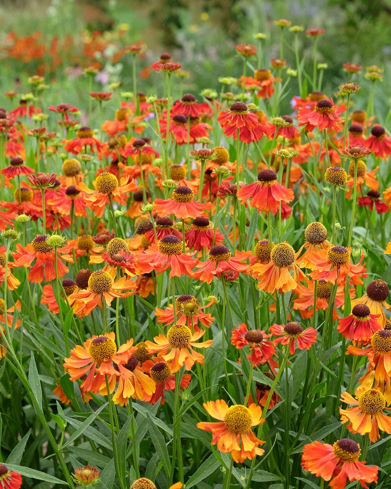 Helenium &