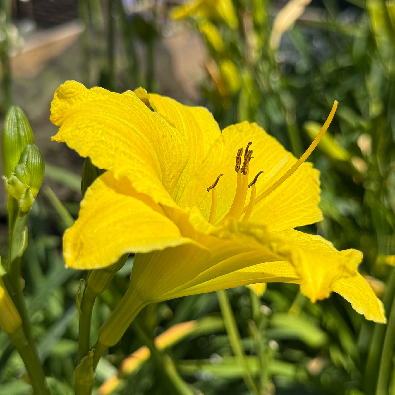 Hemerocallis &