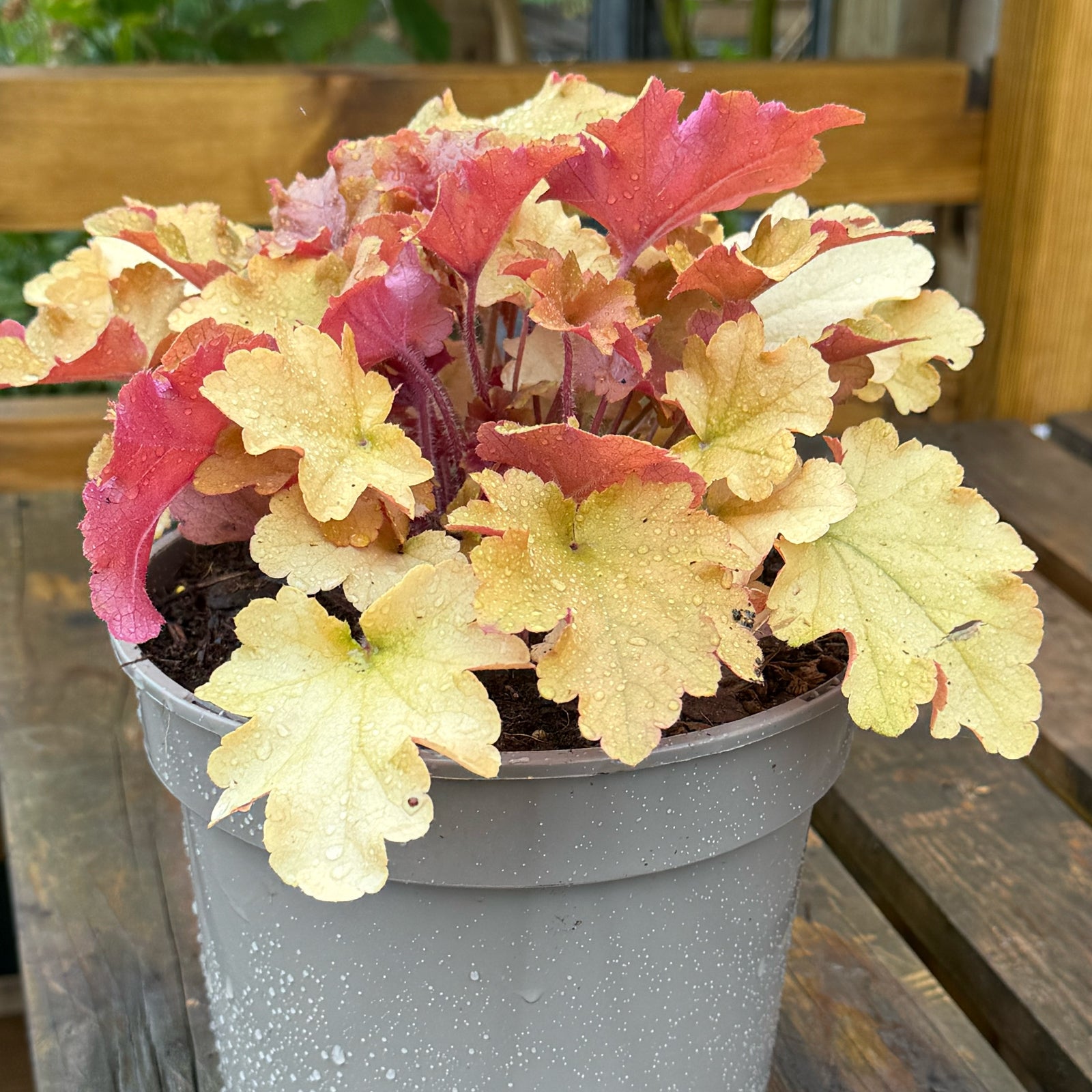 Heuchera &