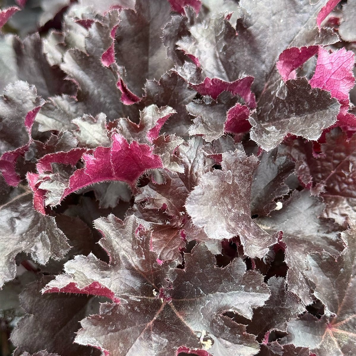 Heuchera Primo &
