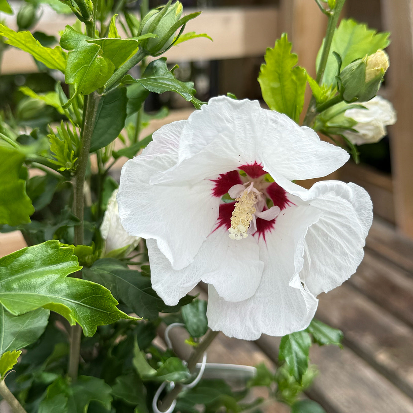 Hibiscus syriacus &