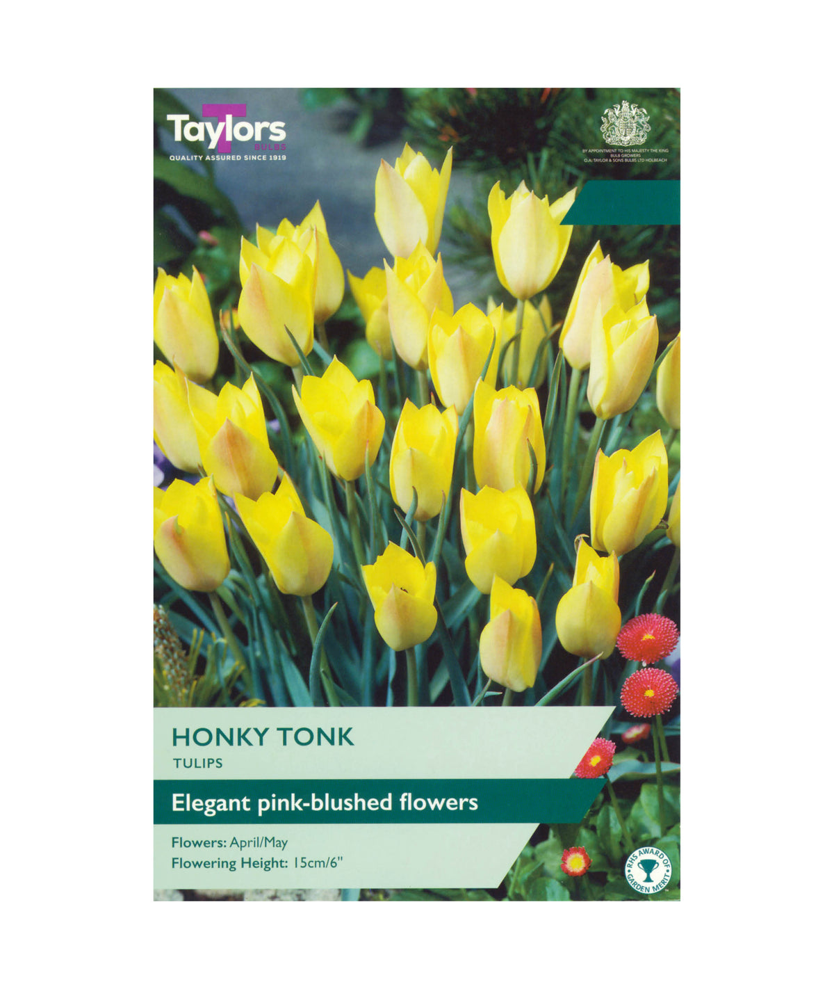 Tulipa &